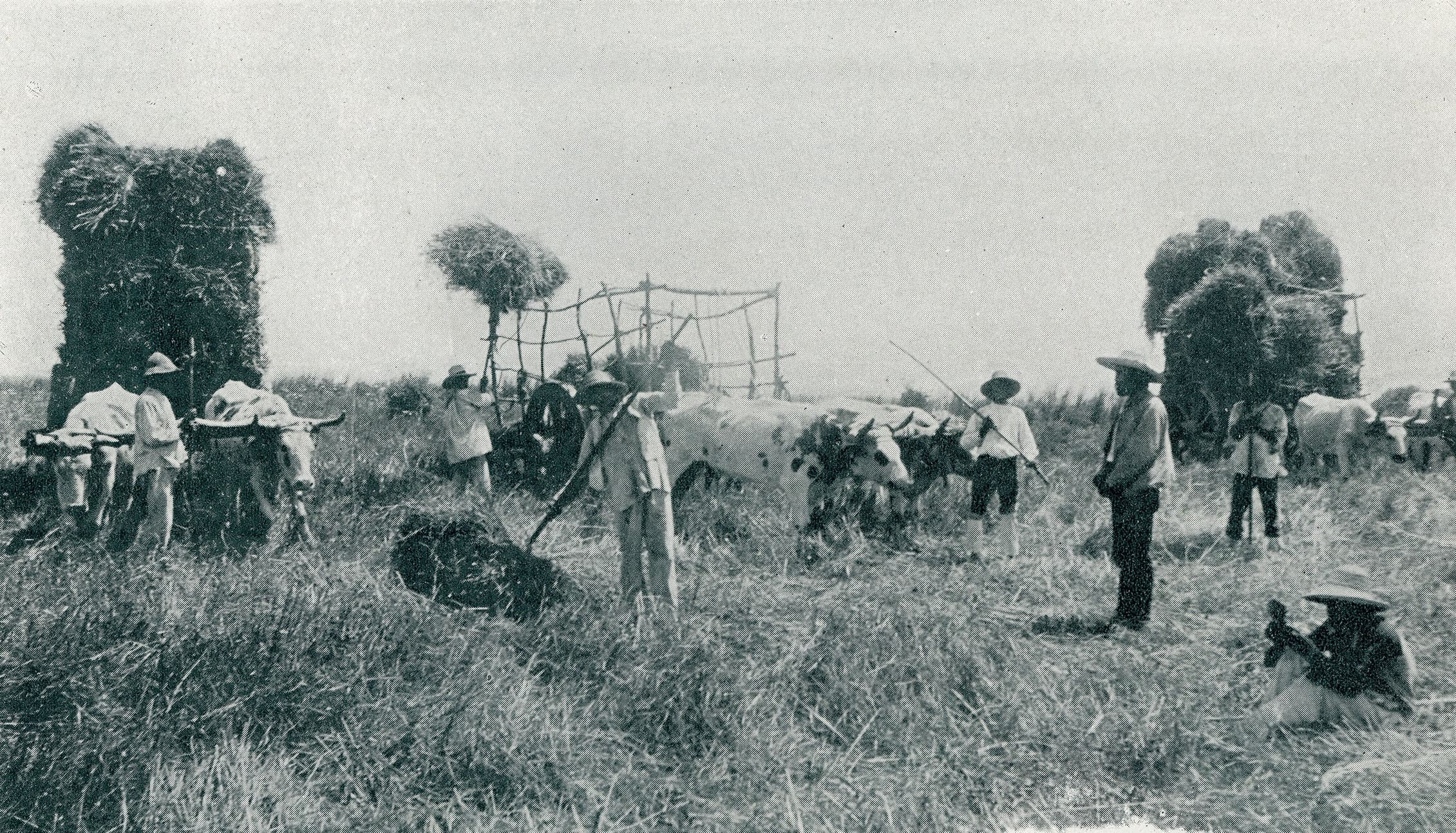Cosecha de Campo 1890