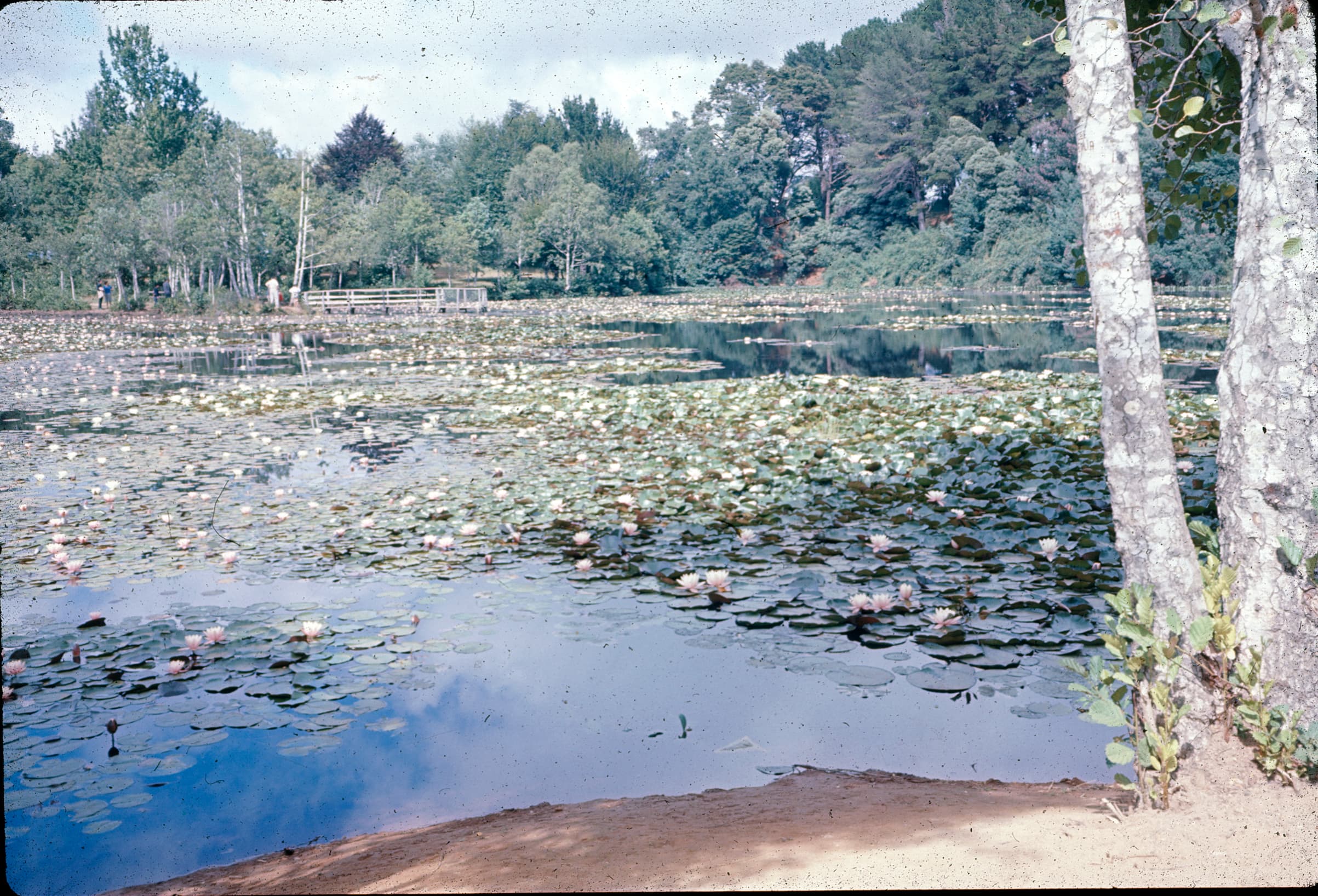 Laguna de la flor del Loto, Parque Saval, Valdivia 1960