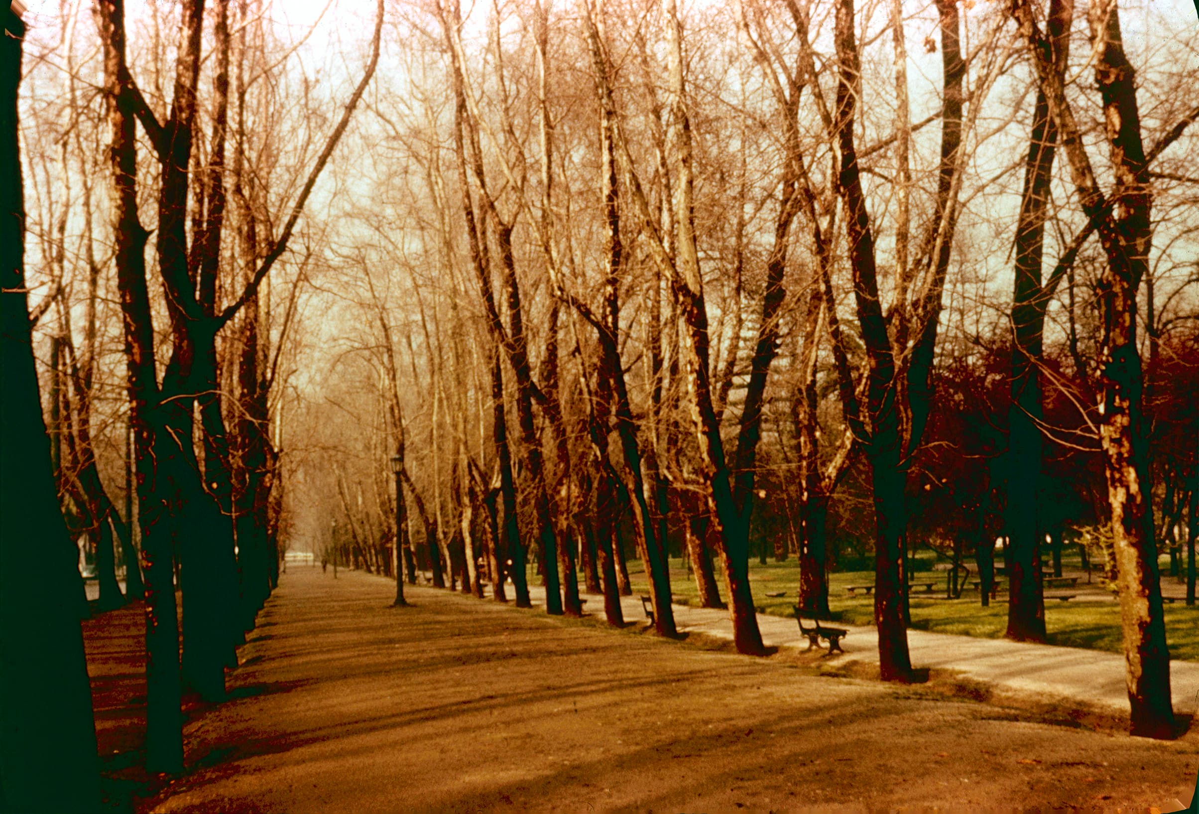 Un paseo por el Parque Forestal en los 60´s