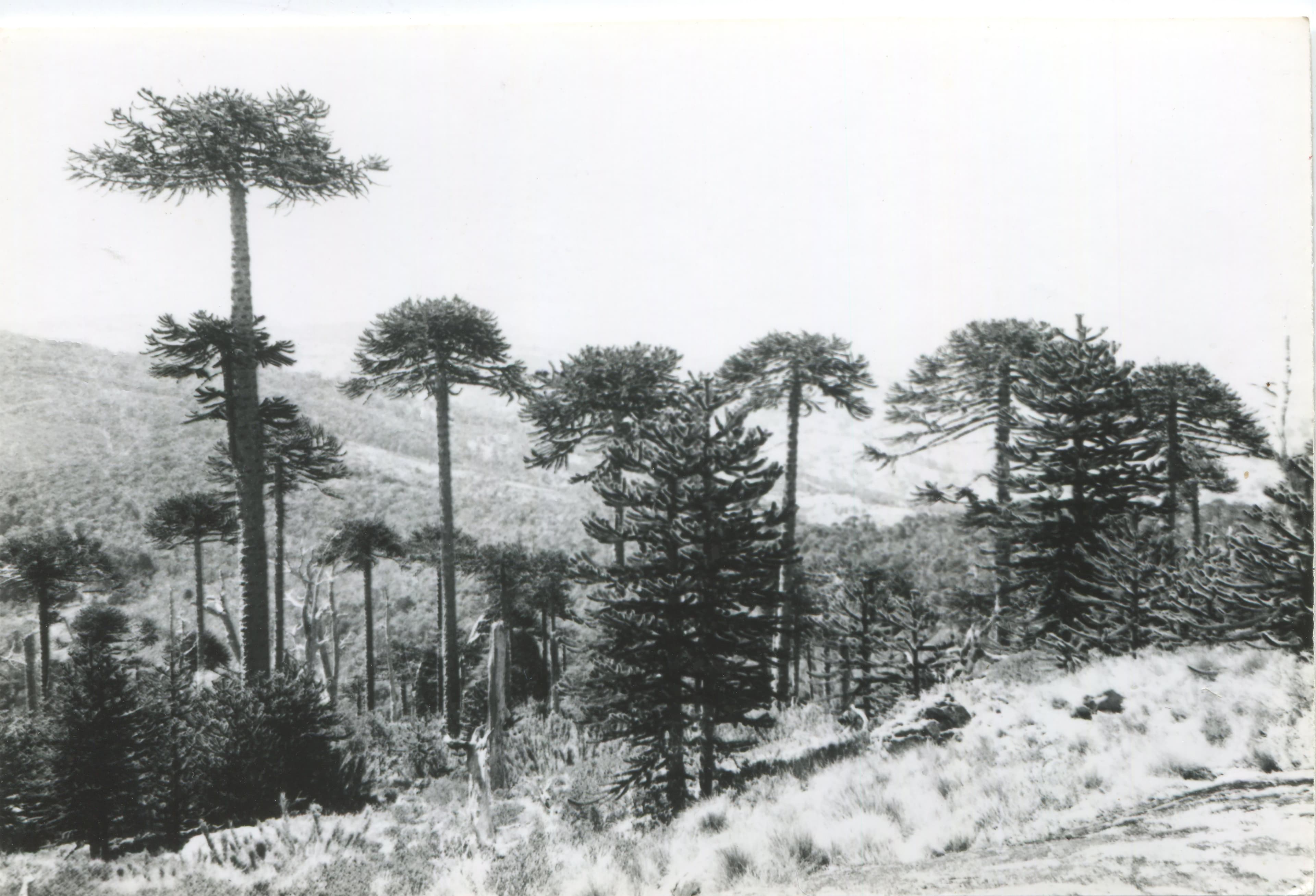 Parque Nacional Nahuelbuta en los 50s
