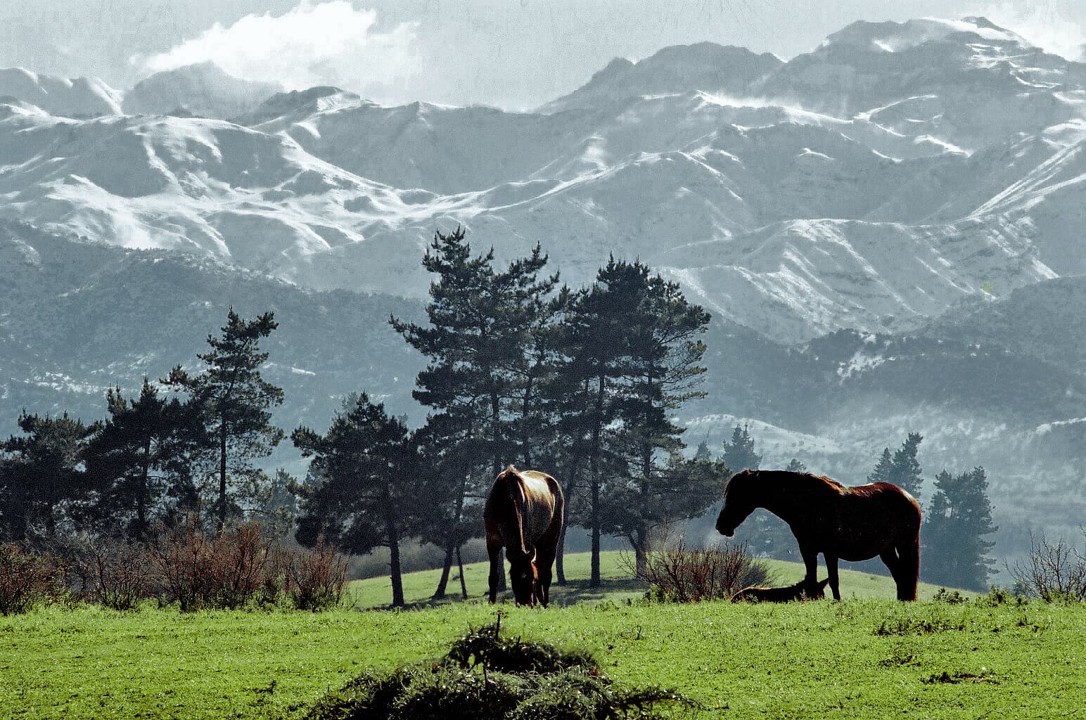 La Dehesa en invierno, 1980