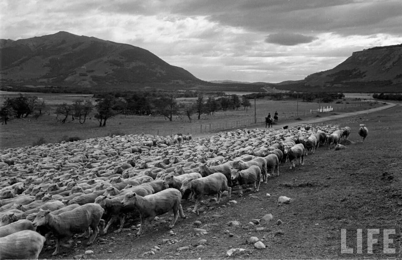 ovejas patagonia 
