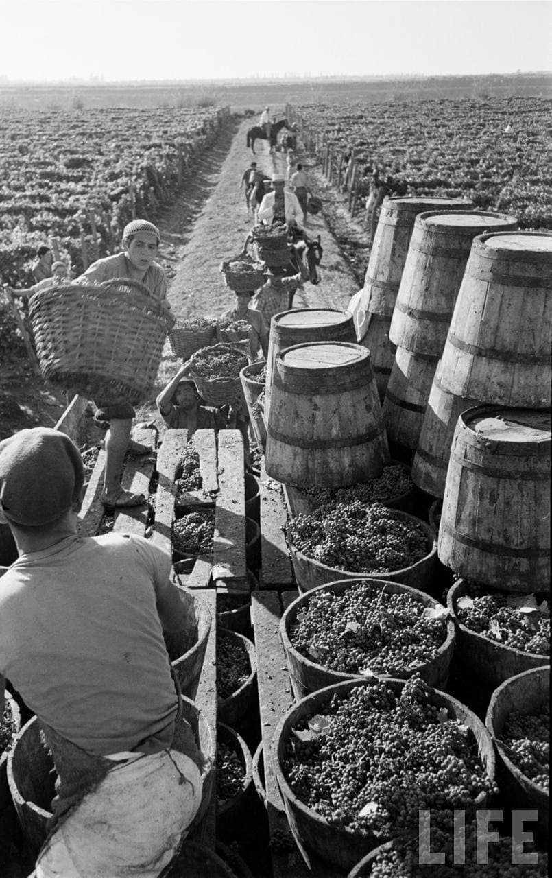 Vendimia en Zona Central, 1950