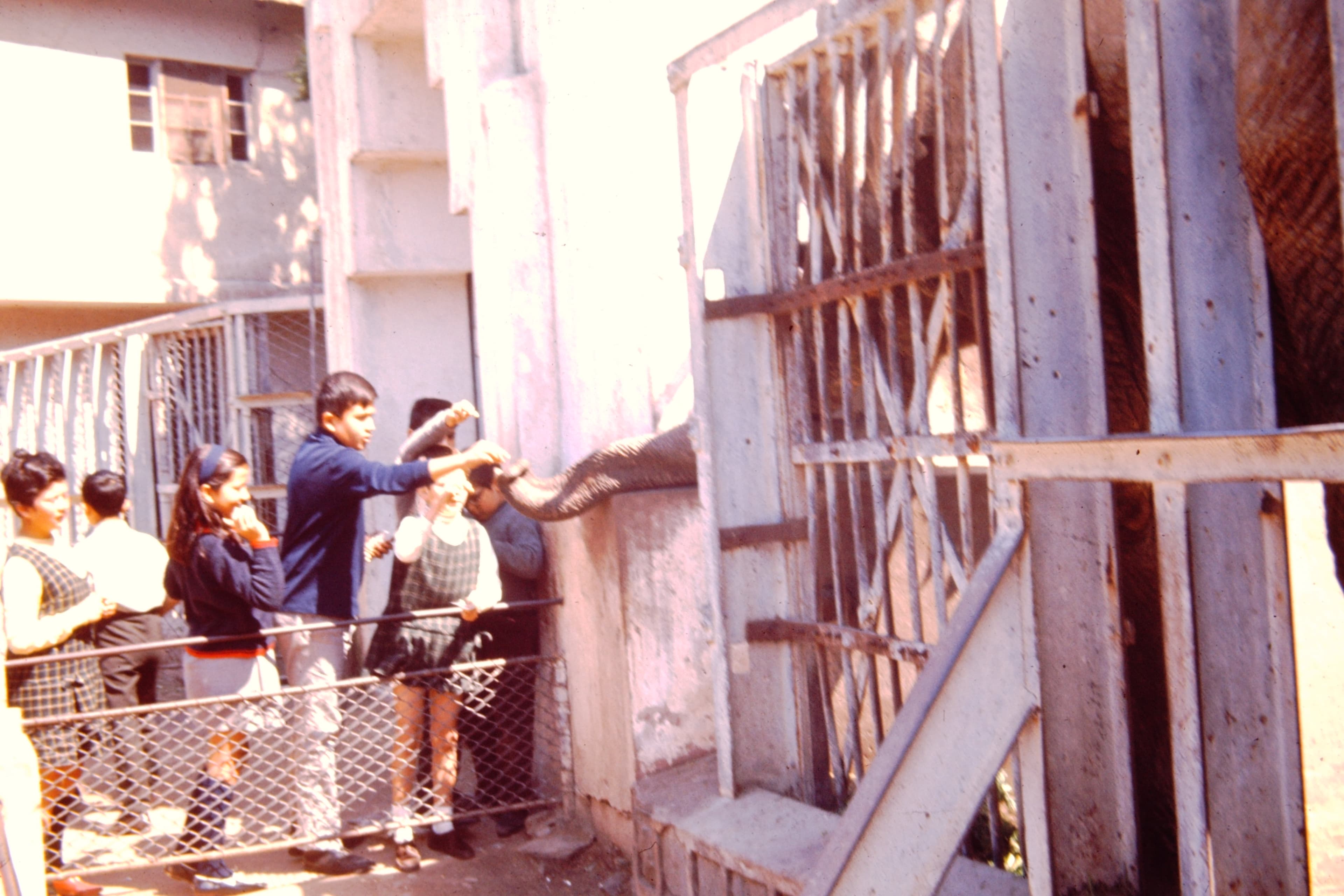 Visitando a la elefanta Fresia, 1971