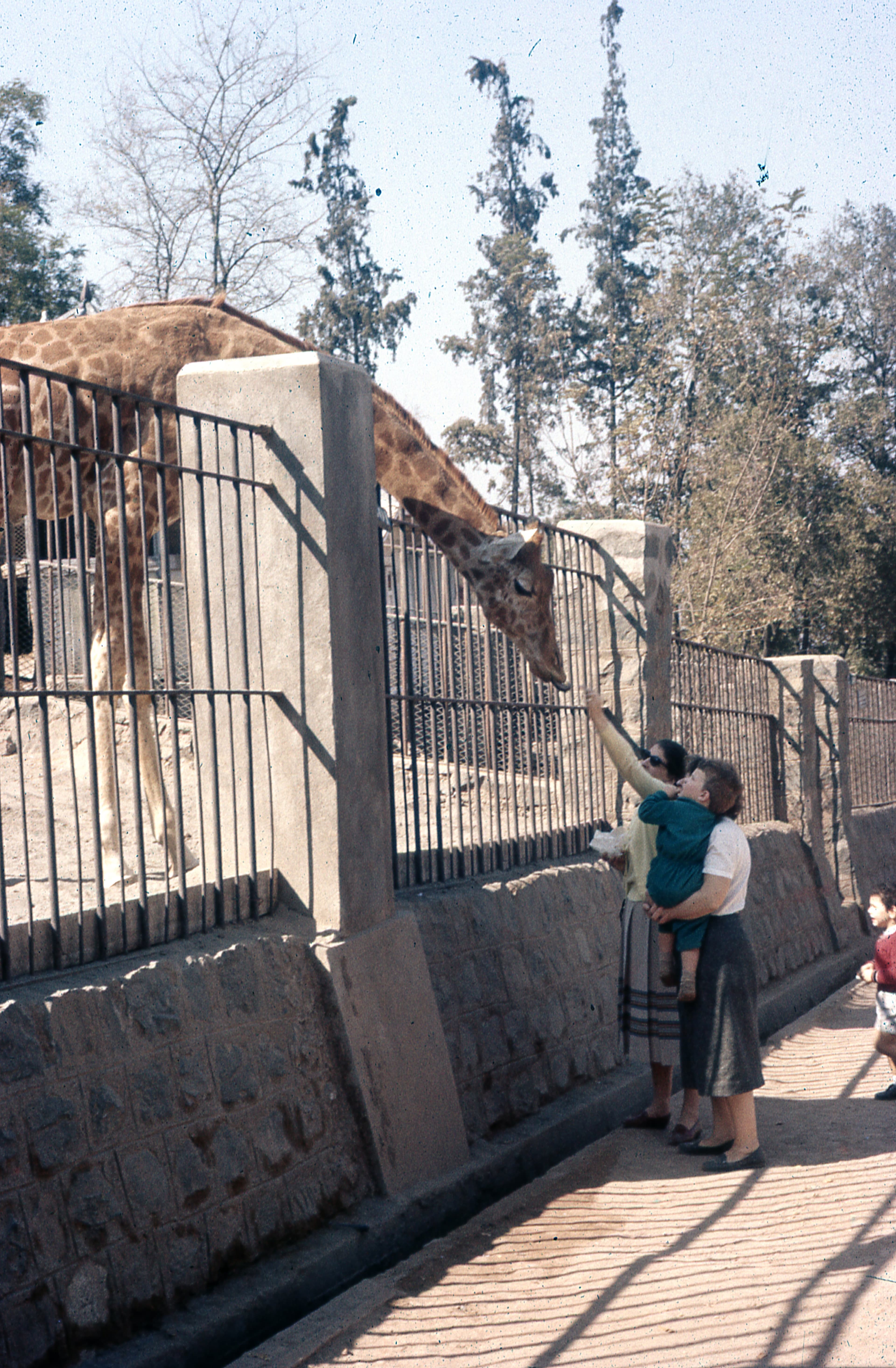 Zoológico de Santiago, 1977