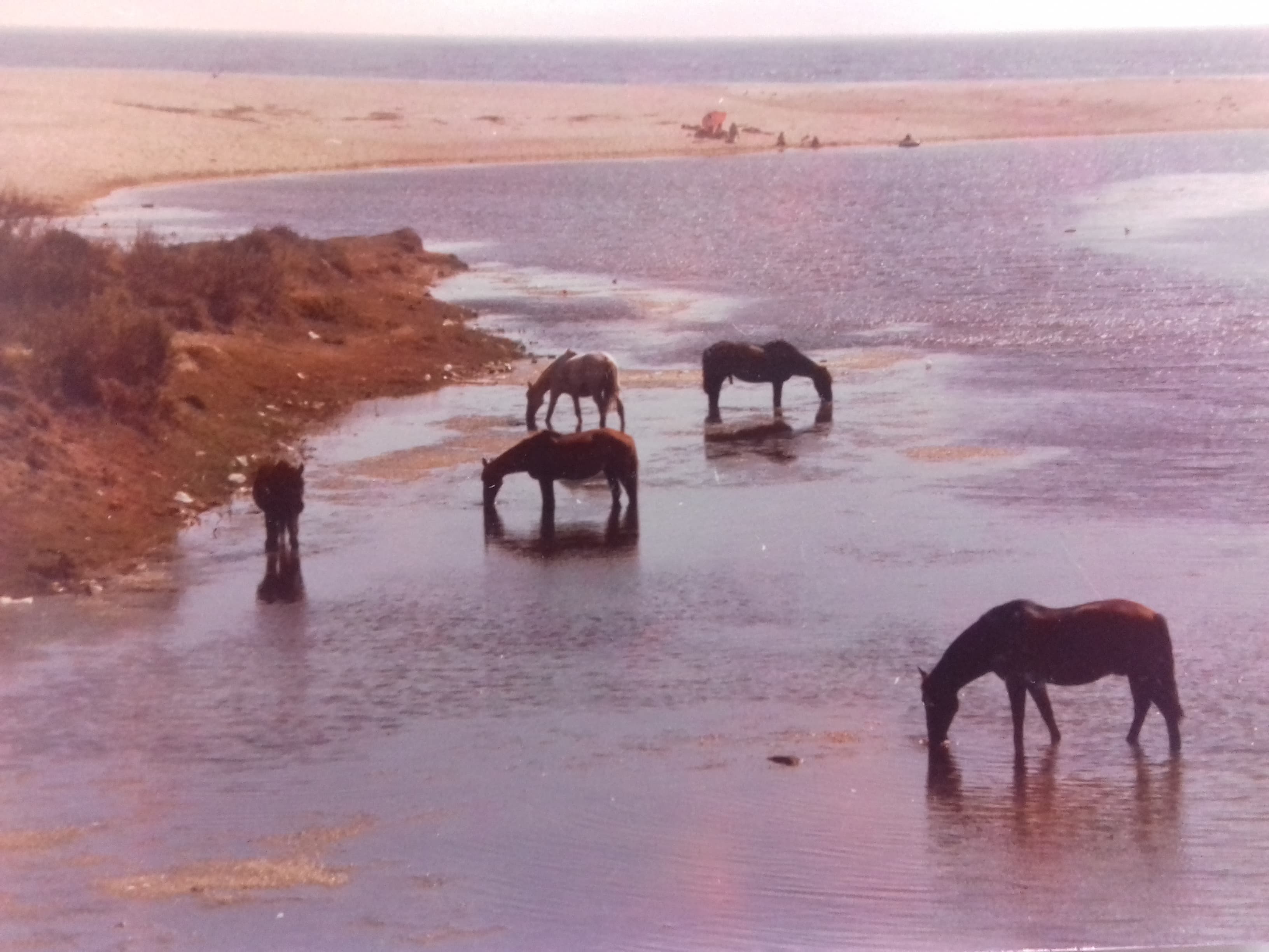 Camino hacia La Serena, 1982
