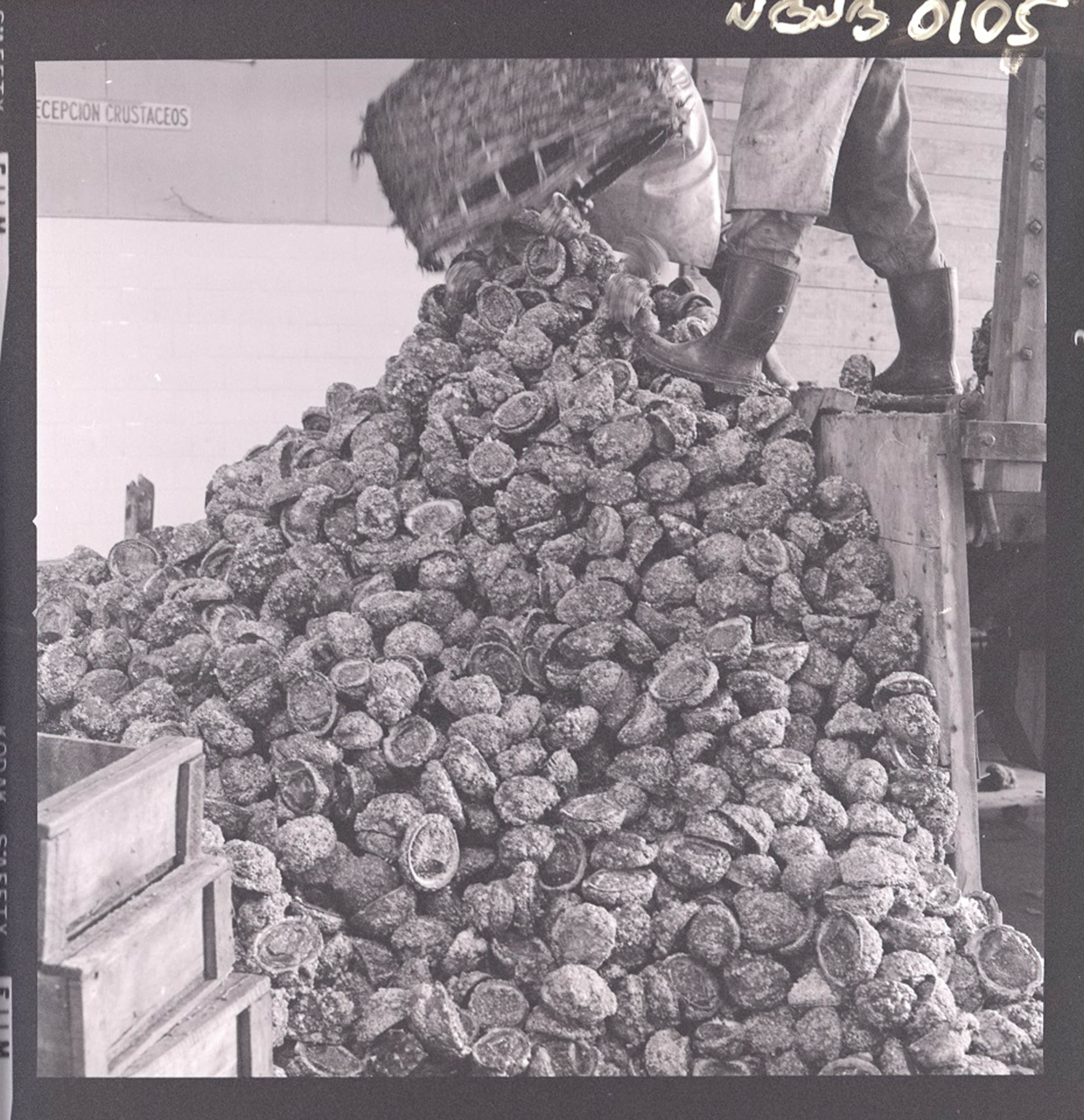Descarga de locos en la planta Camelio de Coquimbo, 1976