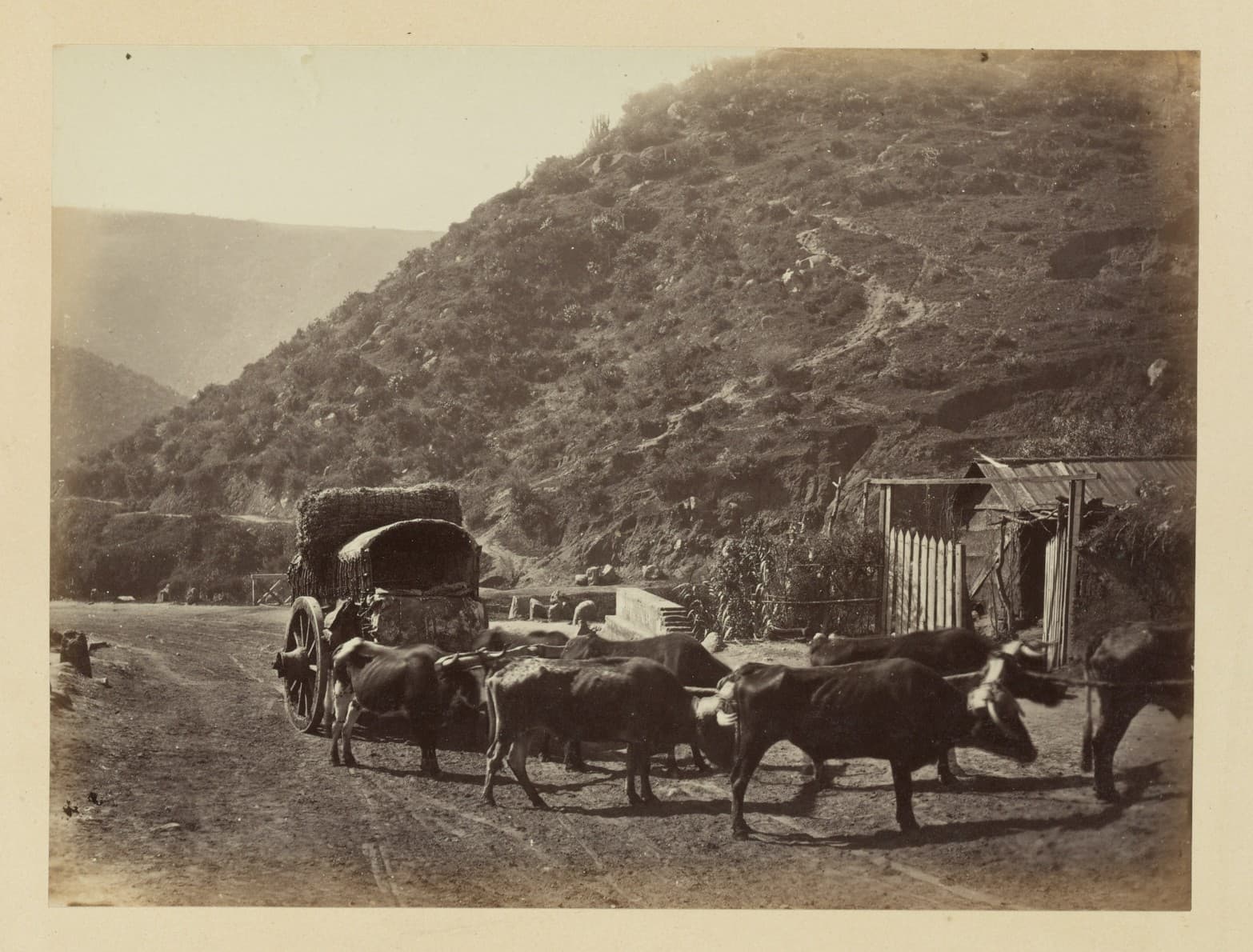 Carretas chilenas y bueyes, 1868
