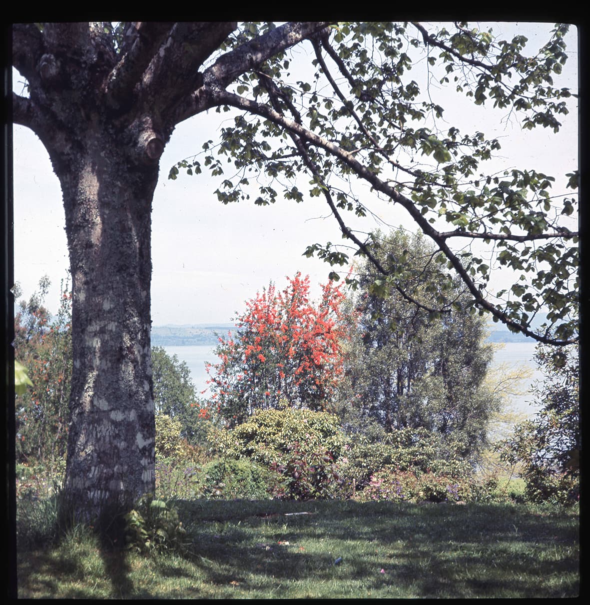 Robles y narcisos II, Flor del Lago, Villarrica, Región de la Araucanía, Chile, 1950 - 1965