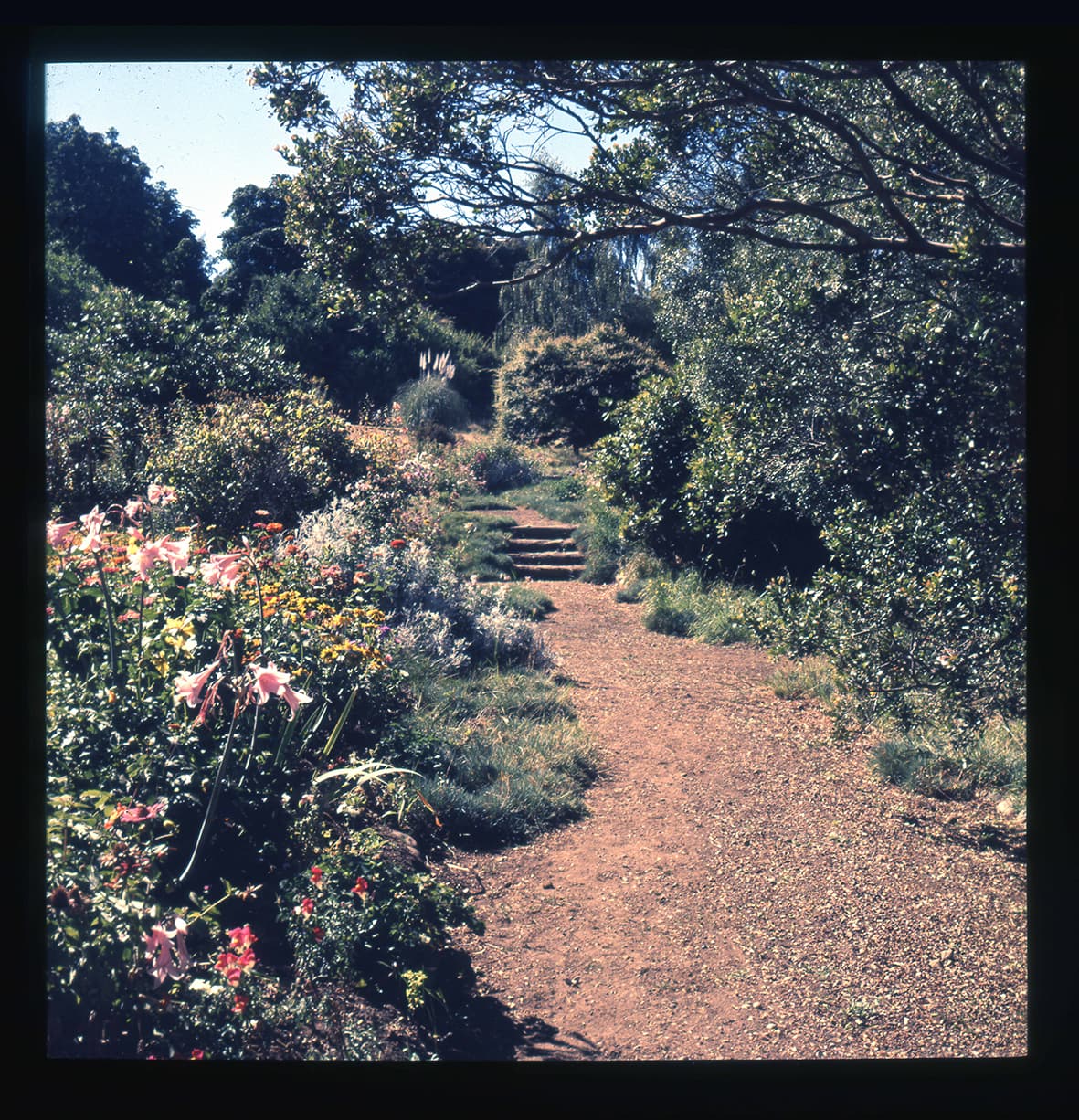 Jardín florido con sendero, Flor del Lago, Villarrica, Región de La Araucanía, Chile, 1950 - 1965