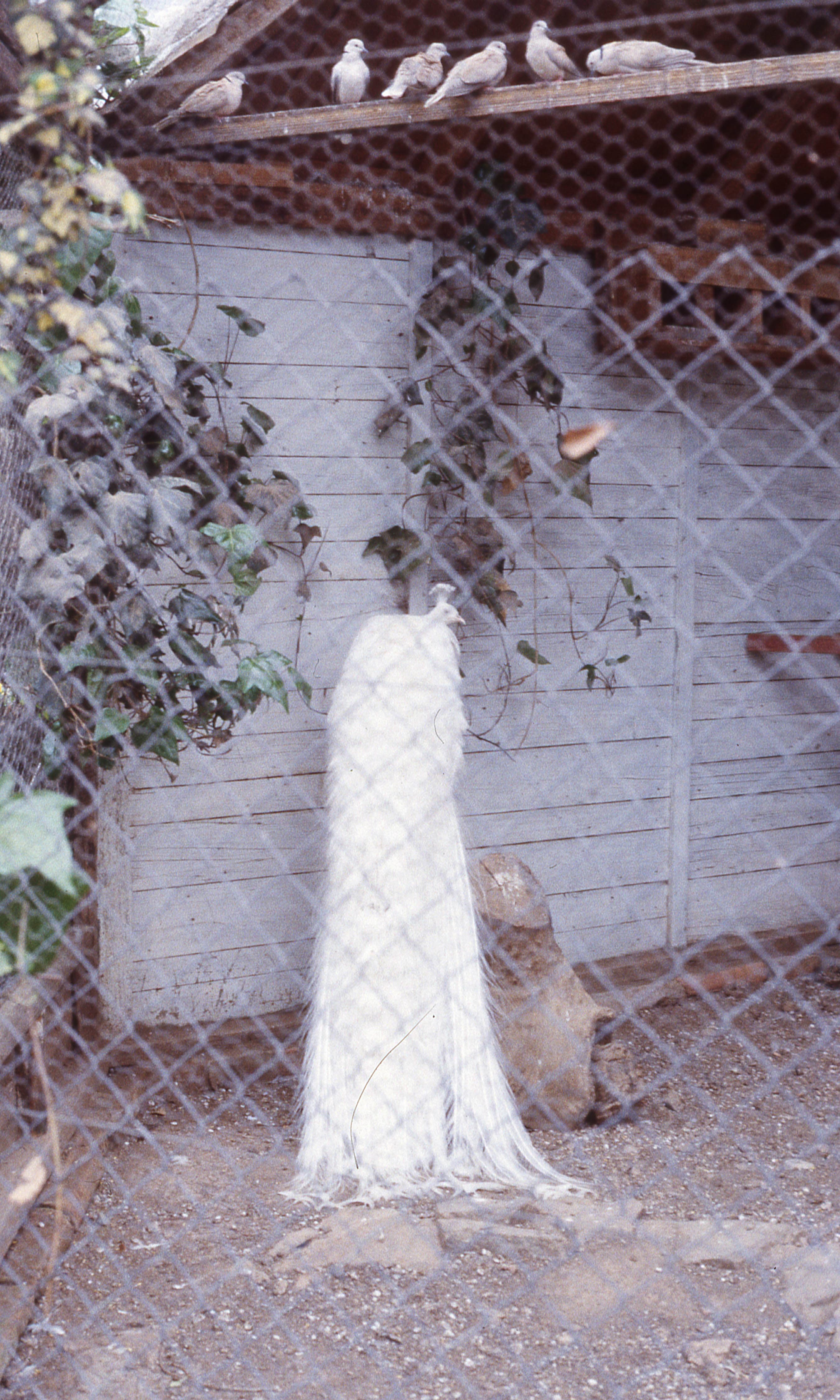Pavo Real en Parque Hacienda Graneros, 1983
