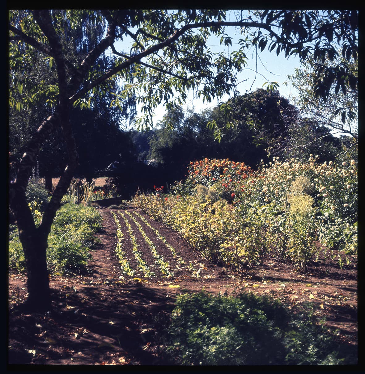 Jardín florido con huerto II, Villarrica , Región de la Araucanía, Chile, 1950 - 1965