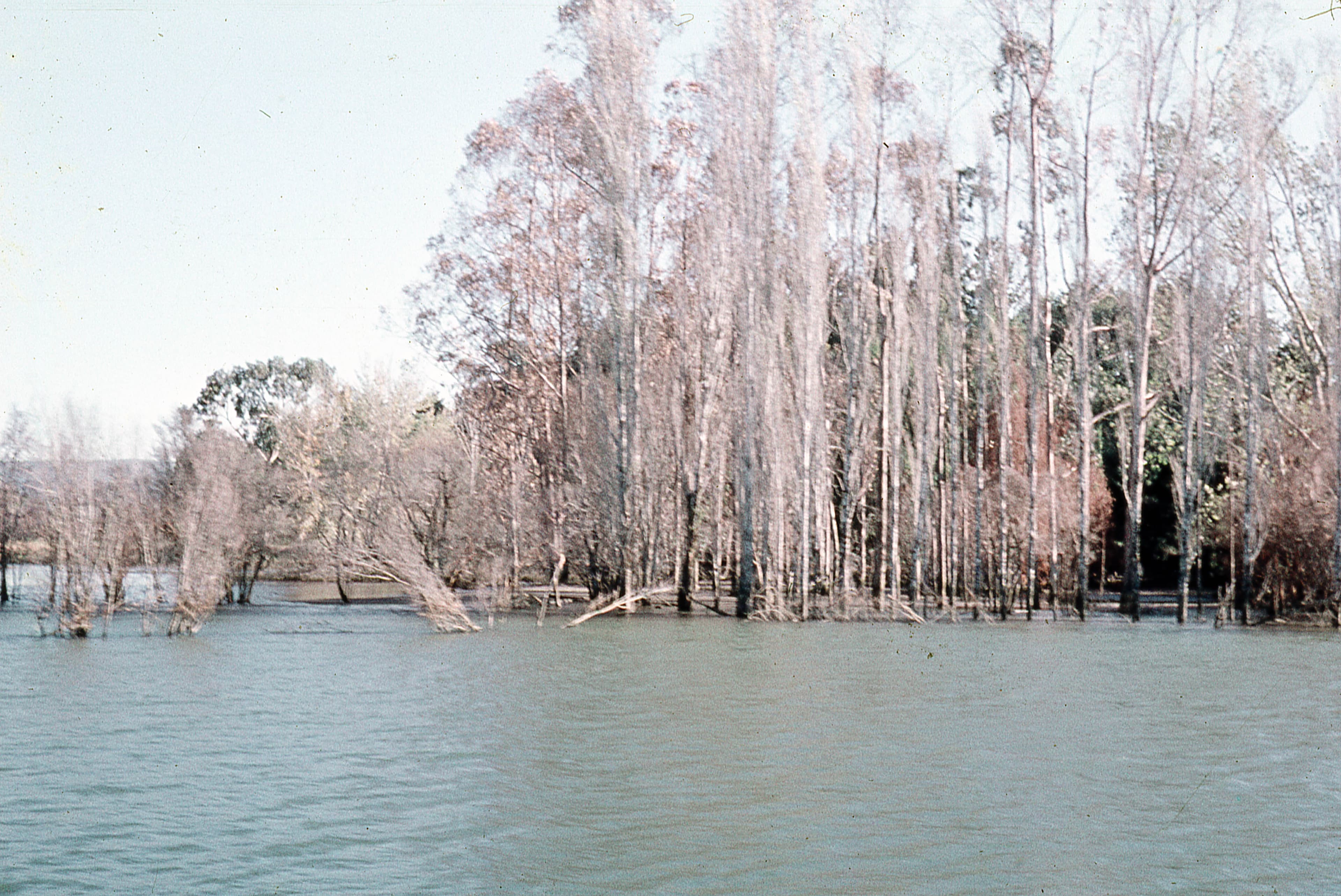 Inundación del río San Pedro, 1960