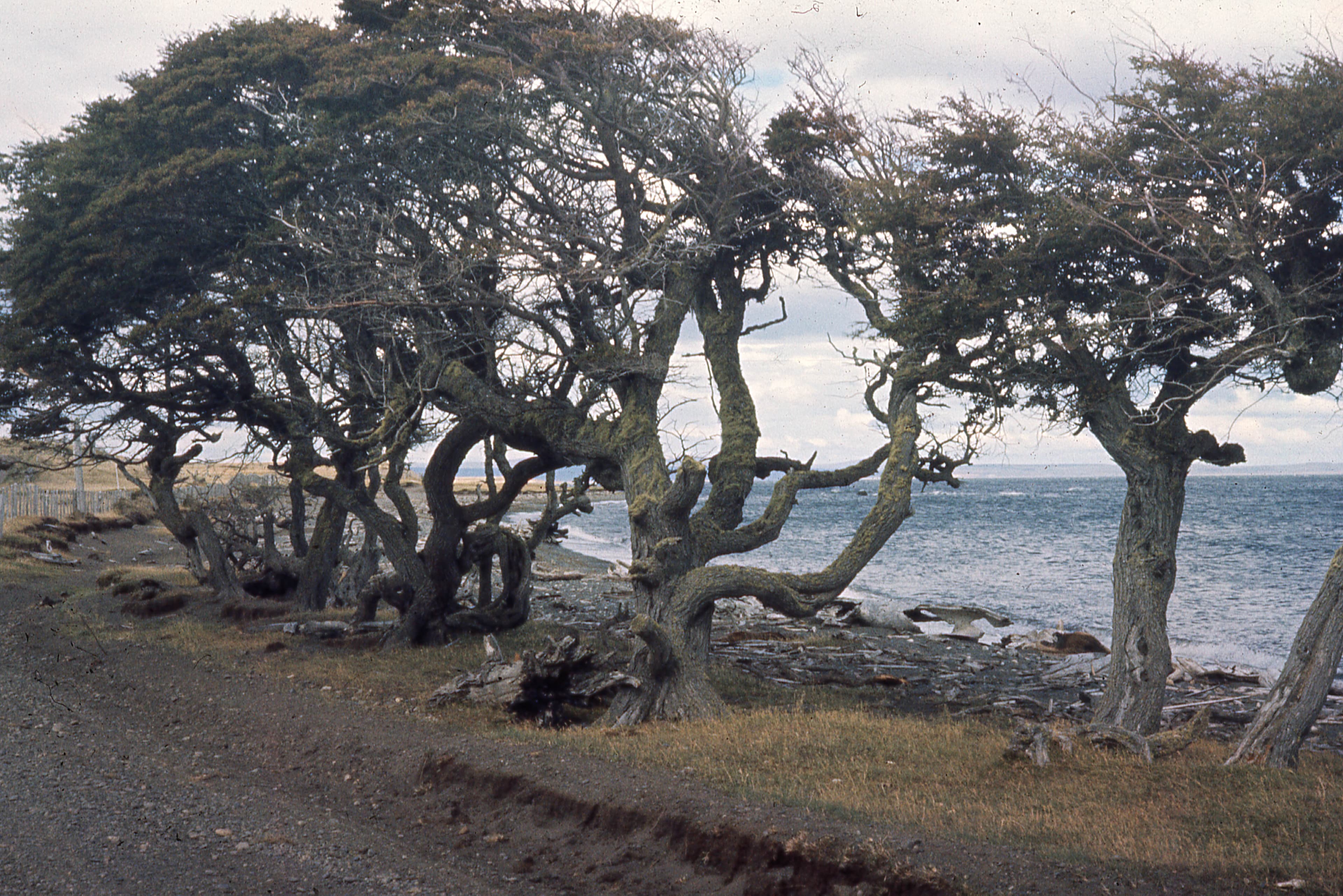 Arboles de Ñirre a orilla del Seno Skyring, 1962