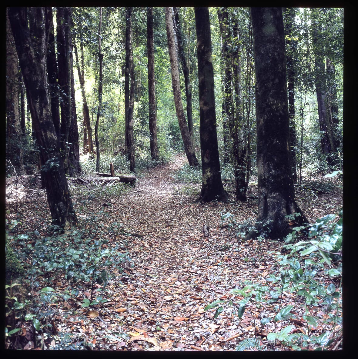 Bosque de coihues, Flor del Lago, Villarrica, Región de la Araucanía, Chile, 1950 - 1965