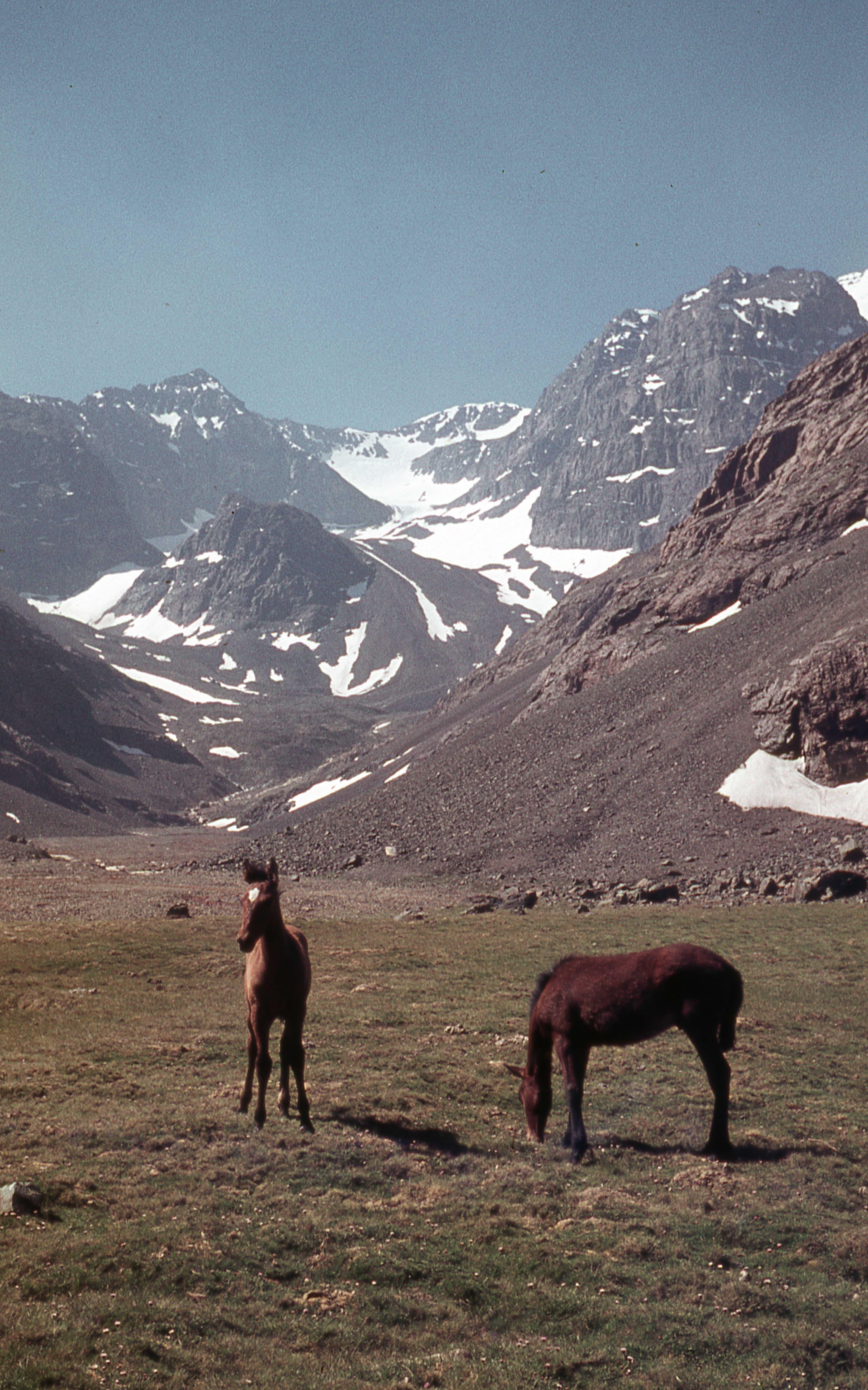 Caballos, Paseo al Cerro La Paloma, 1978