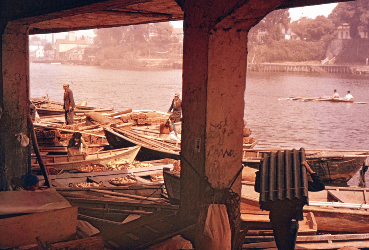 Botes de agricultores en Mercado fluvial de Valdivia, Chile, ca.1950