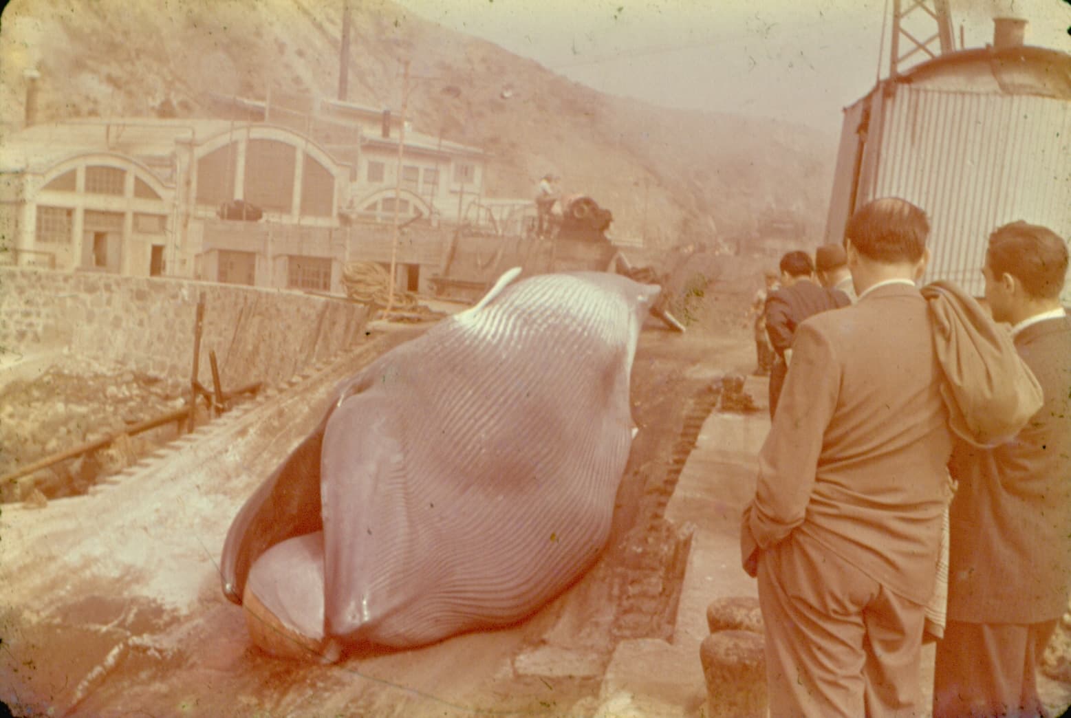 Ballenera Quintay 1955