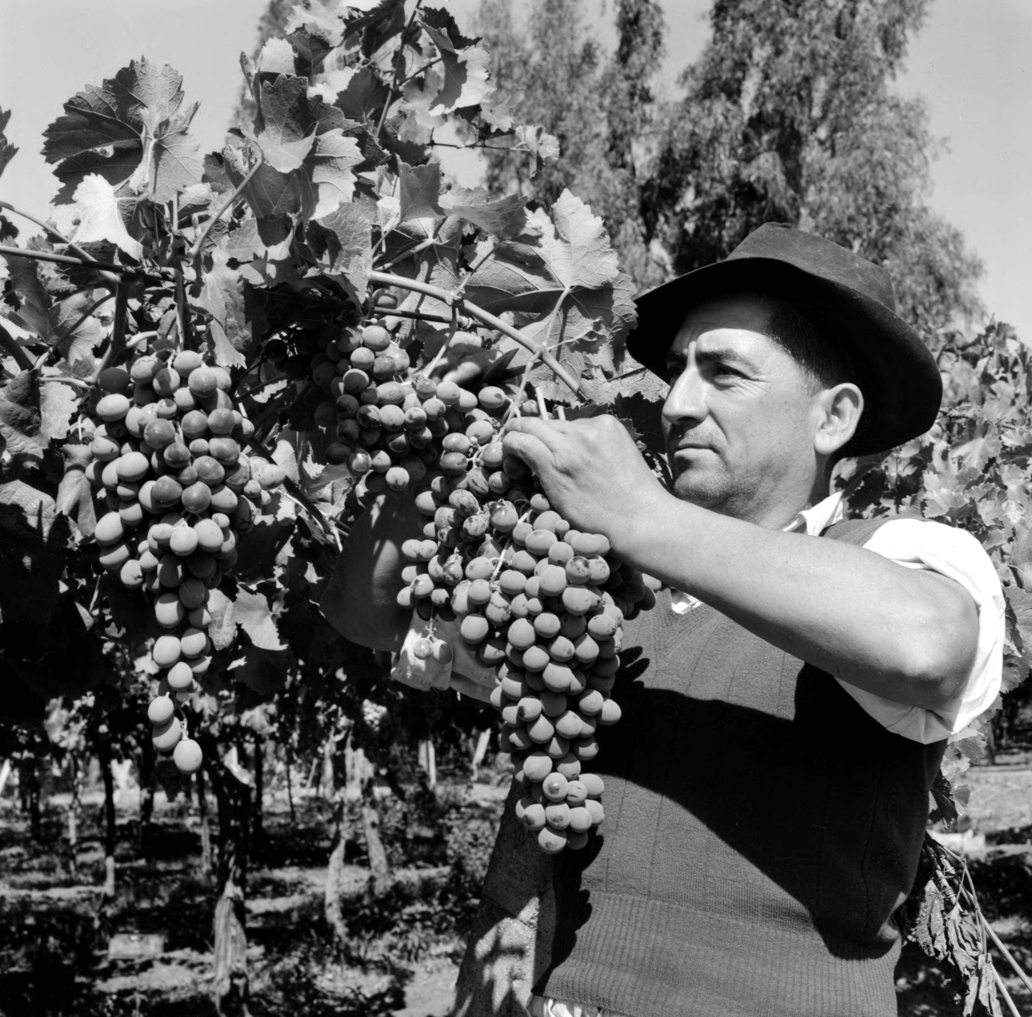 Agricultor en viña de Llay-Llay ca. 1960.
