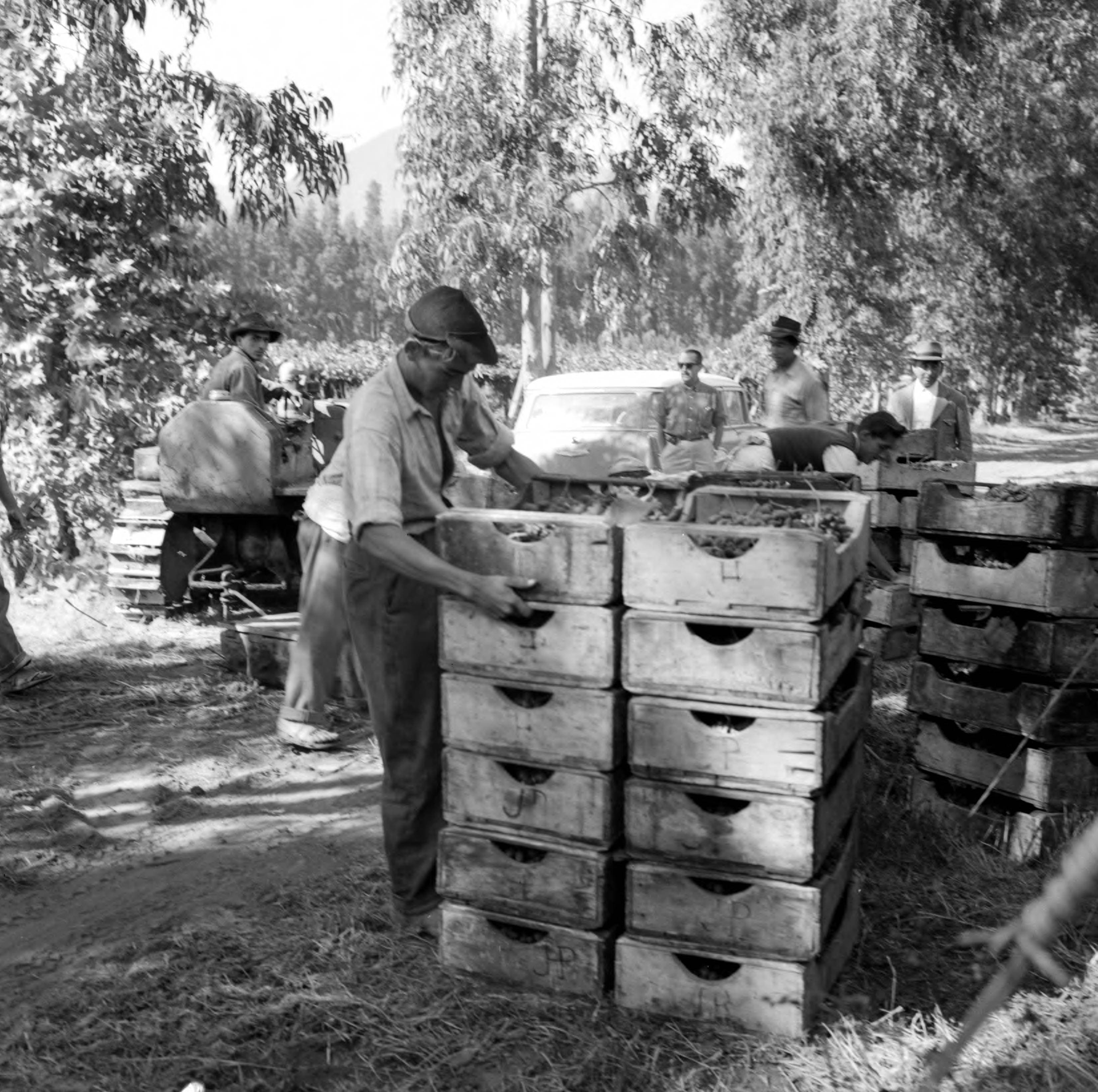 Agricultores trabajando en viña en Llay-Llay ca. 1960.