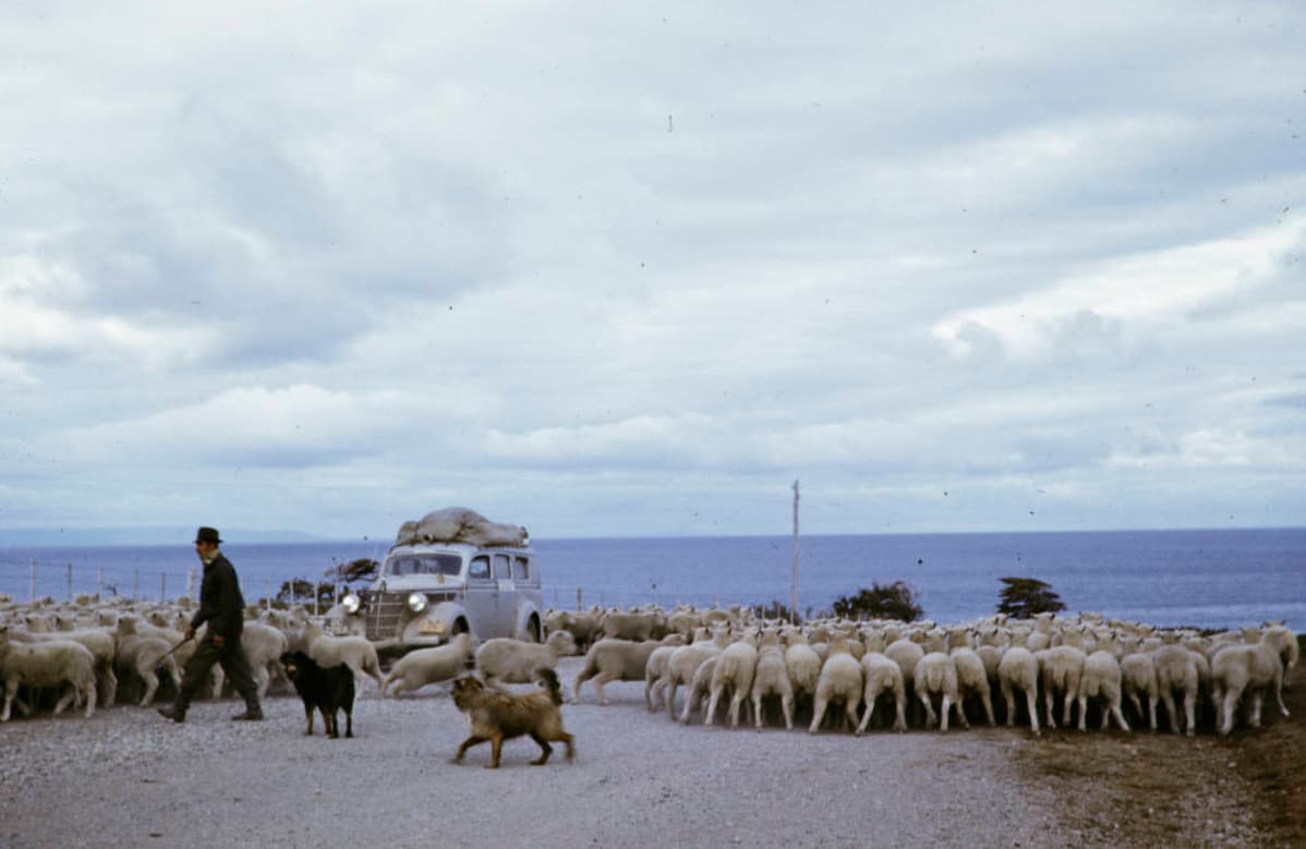 Ganadería Estrecho de Magallanes 1960.