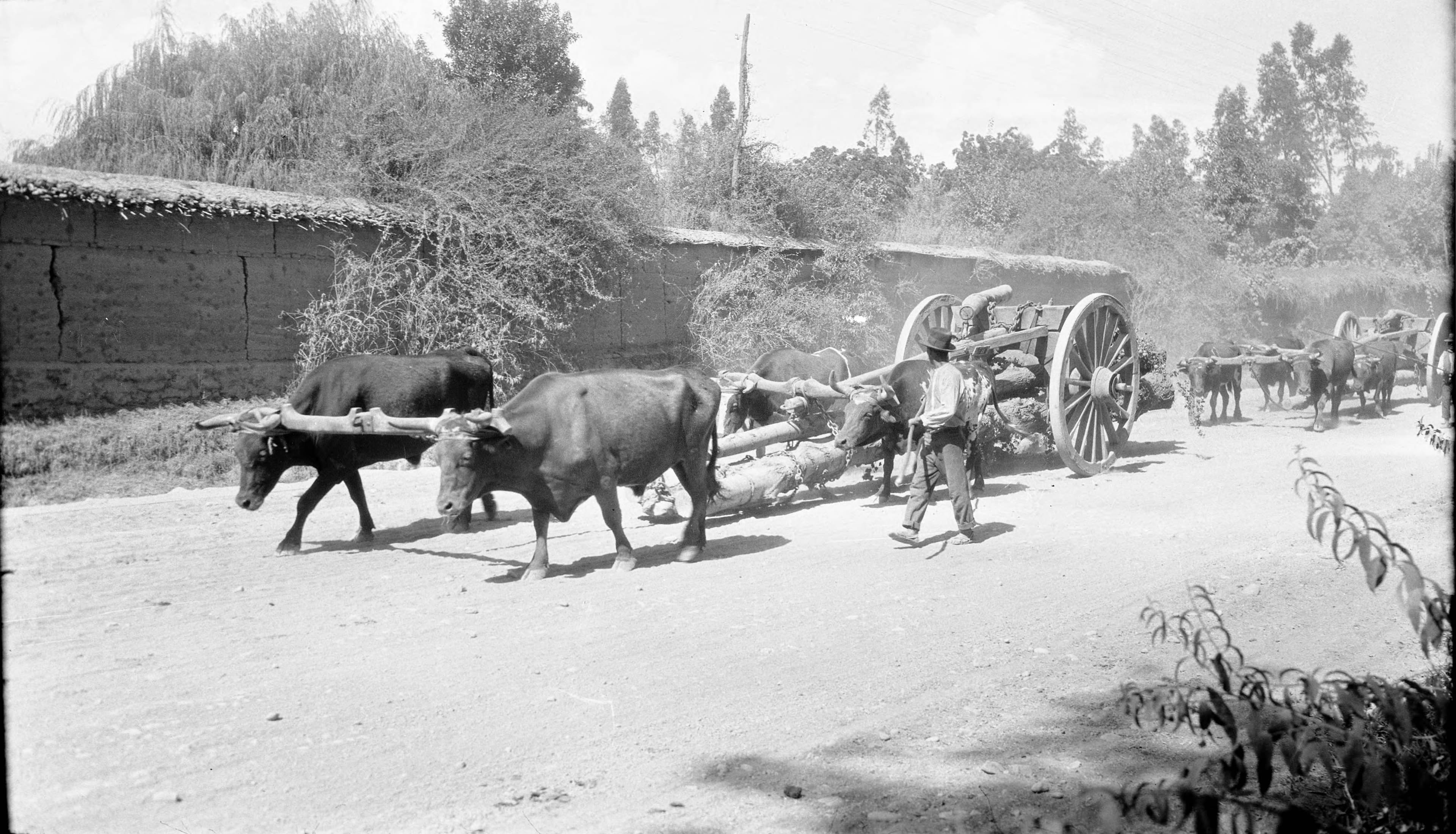 Carreta con Bueyes en cercanías de San Felipe, 1930