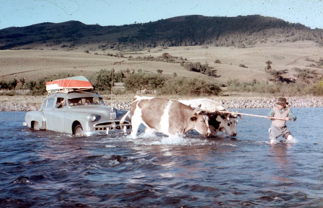 Yunta de bueyes cruzando auto, 1961