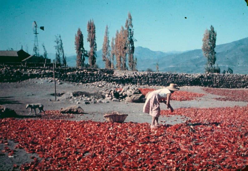 Cosecha de pimientos en Valle de Elqui, años 60s