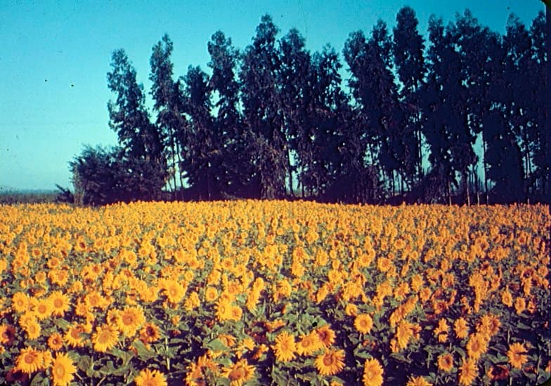 Campo de Maravillas en la Zona Central, 1960