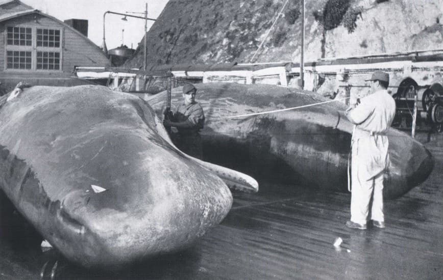 Quintay 1959