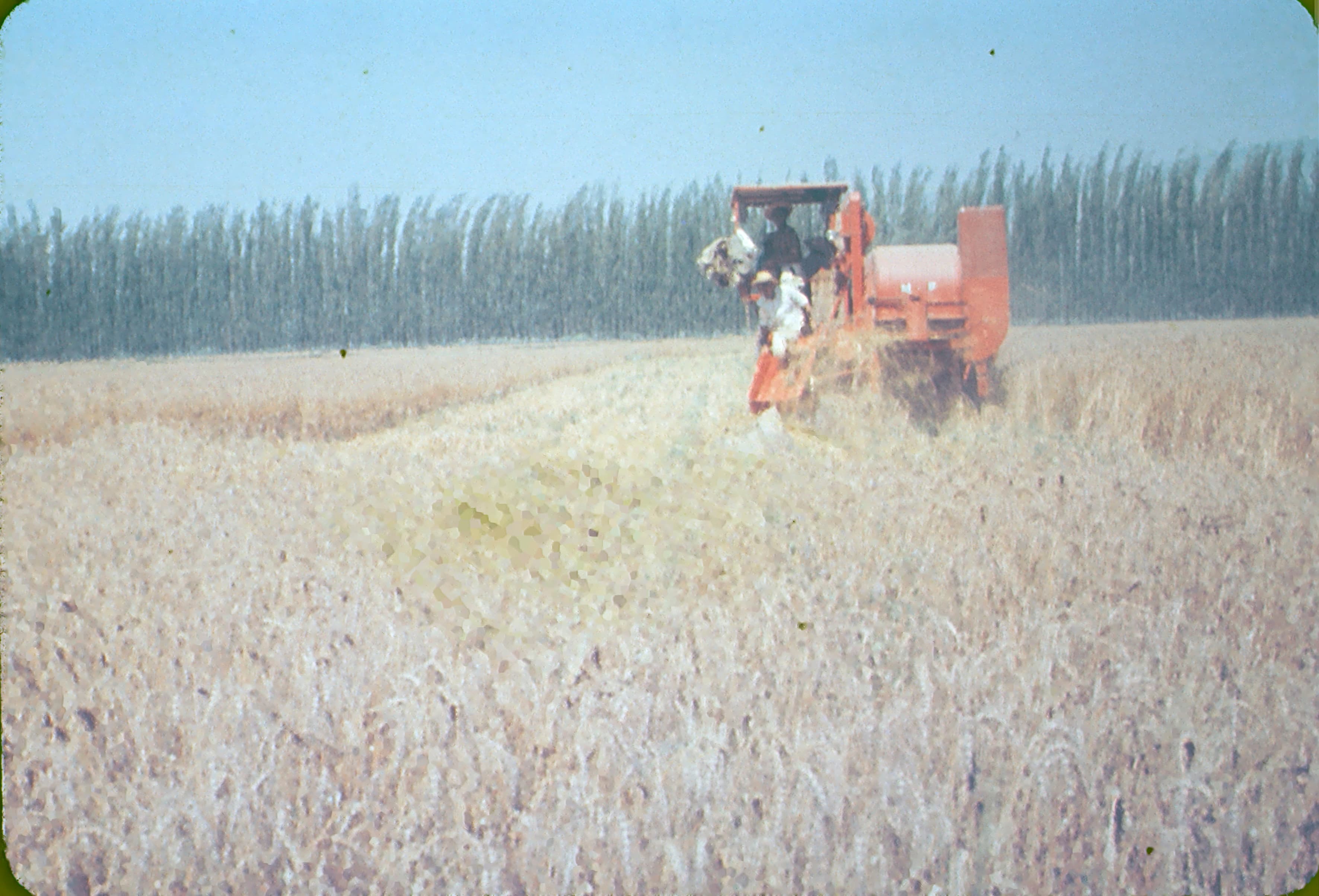 Campo en la zona central de Chile, 1960s