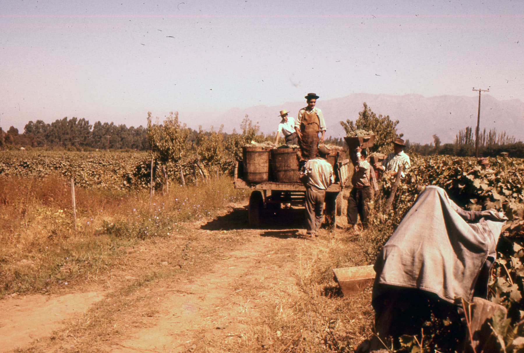 Vendimia, Fundo La Punta en 1962