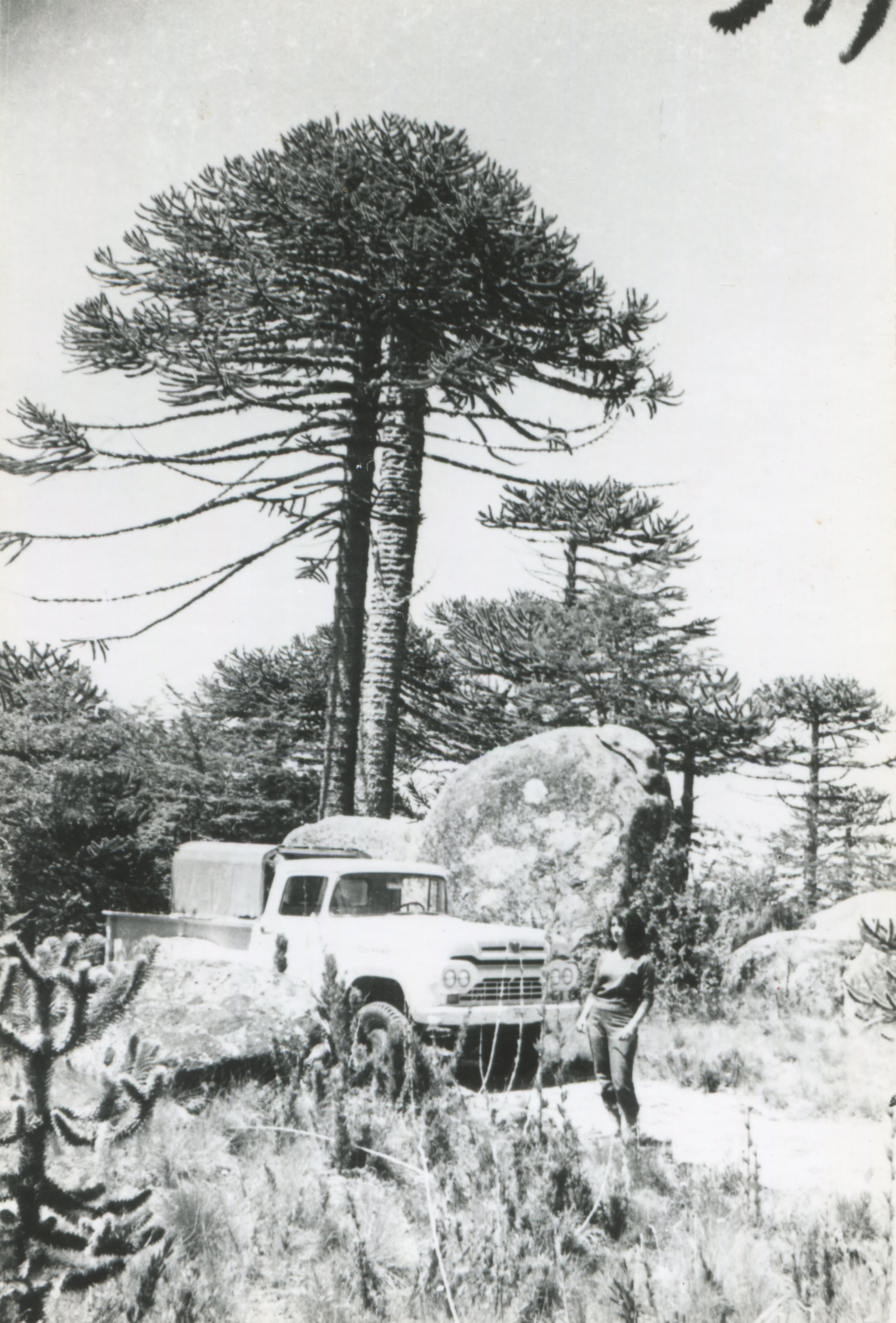 Camioneta en Parque Nacional Nahuelbuta, años 50s