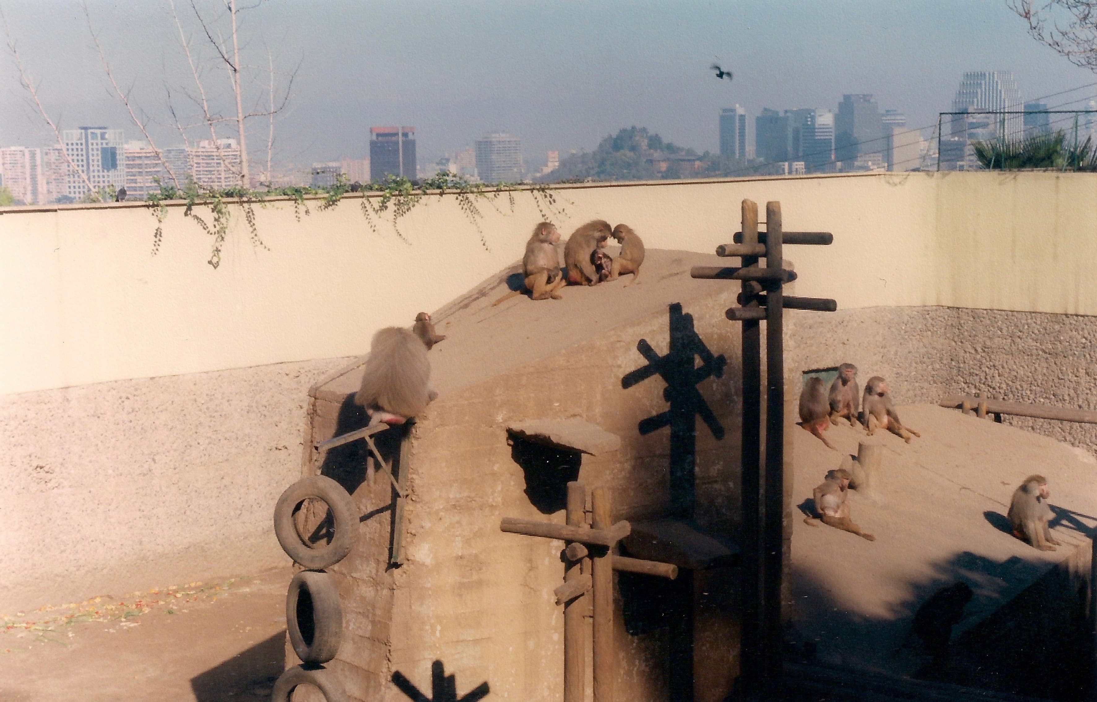 Zoológico Nacional de Chile en 1999