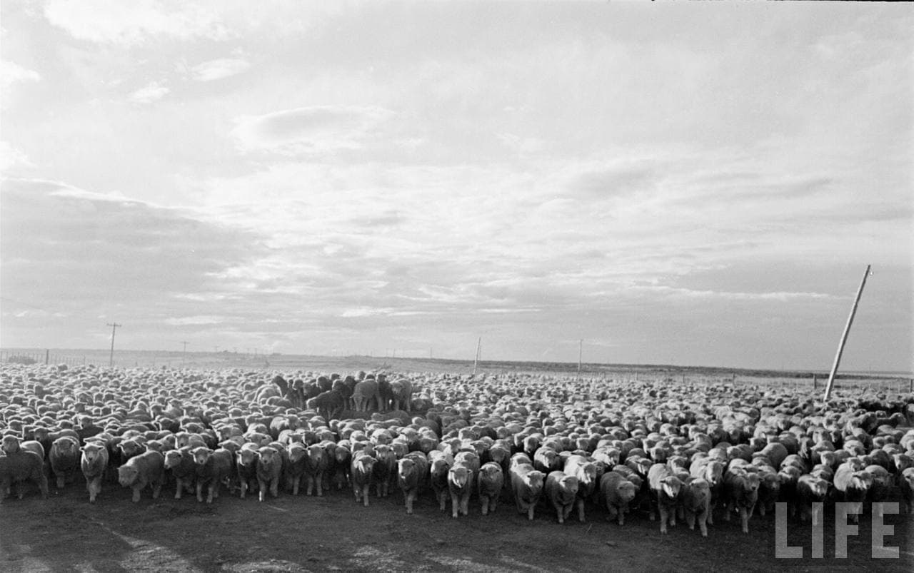 Ovejas en la Patagonia, 1950