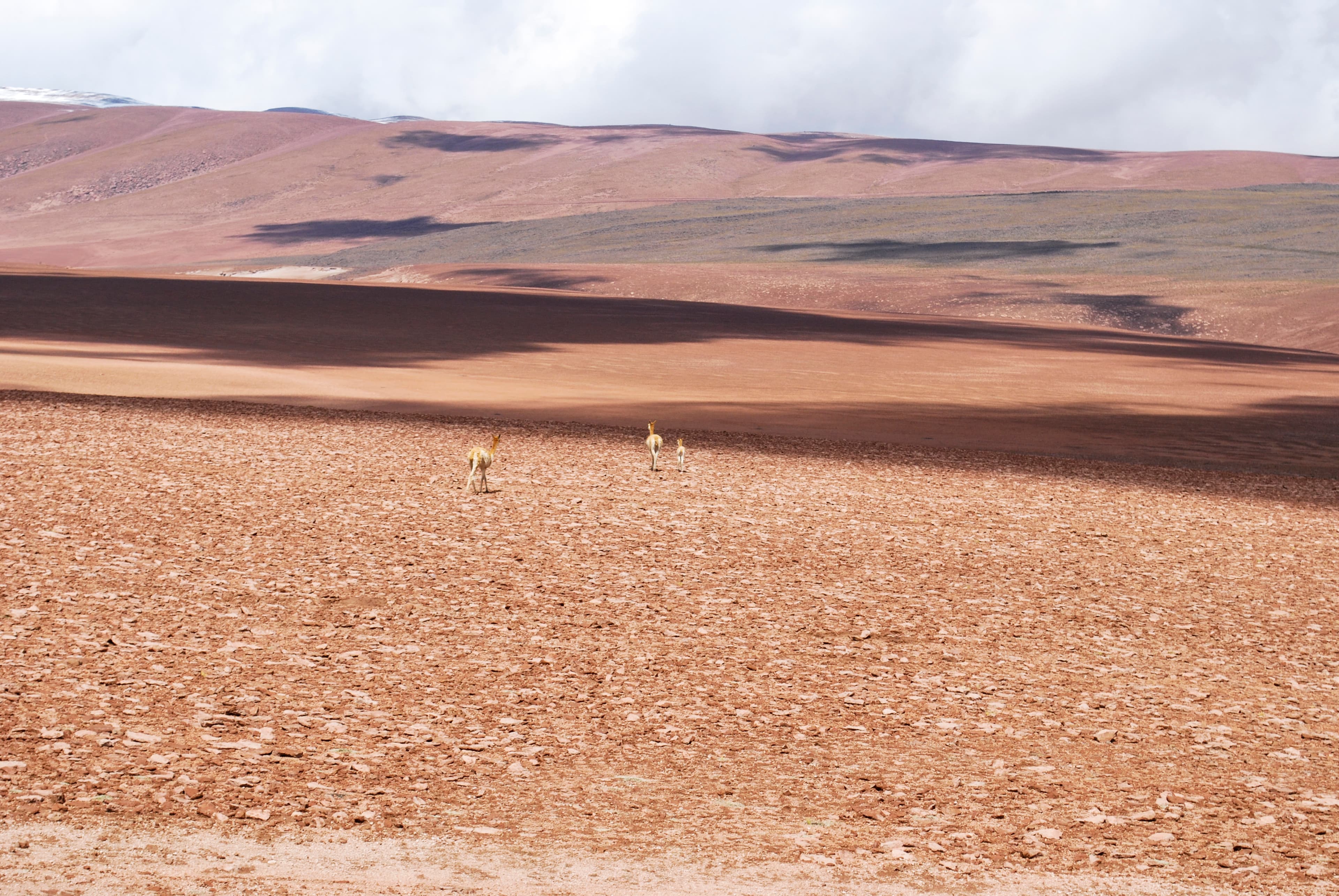 Vicuñas en su desierto, 1998