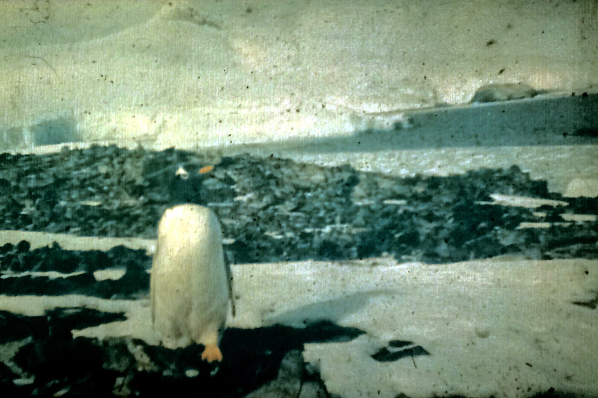 Pingüino Patagonia en 1950