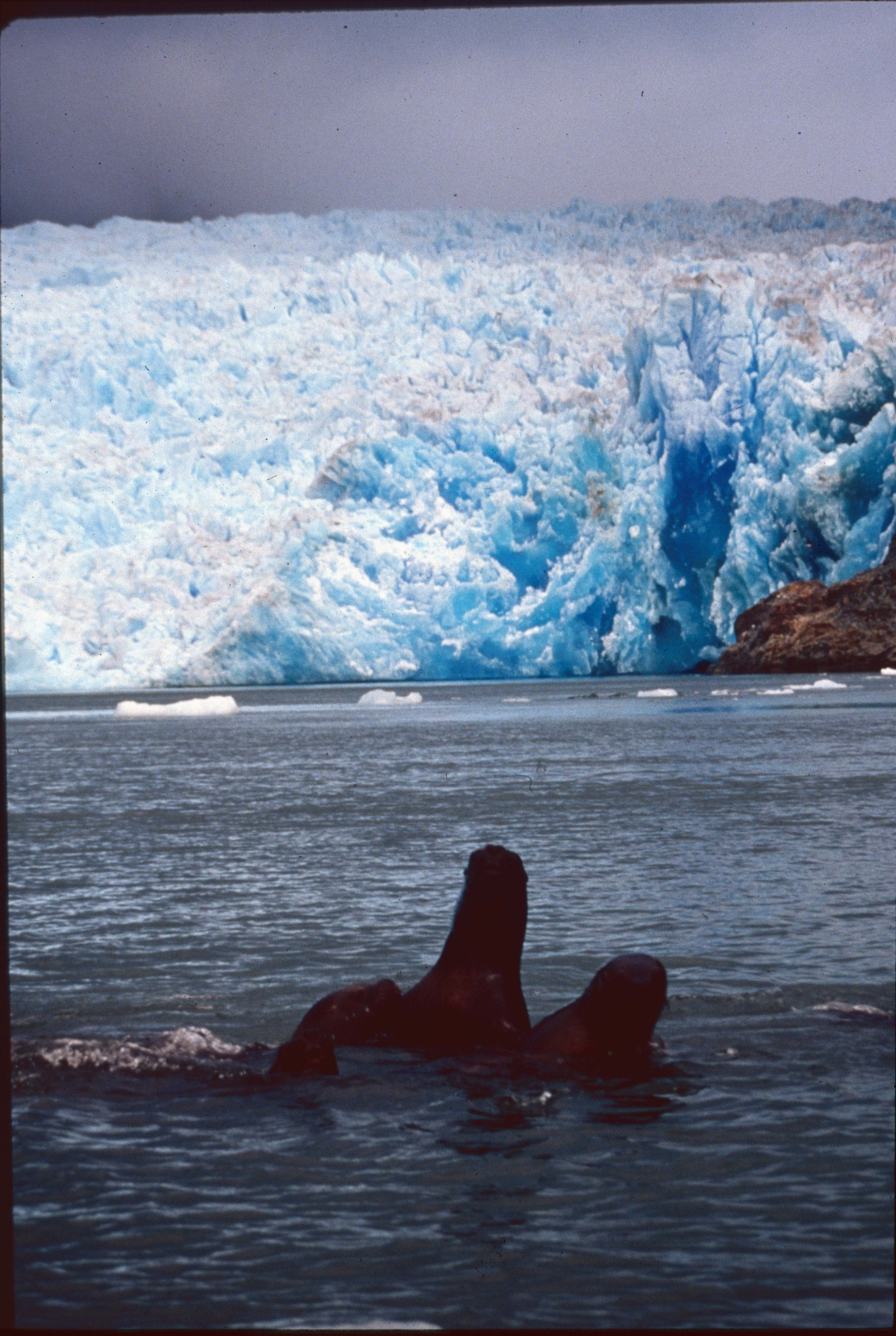 Glaciar y Lobos de mar en los 90s