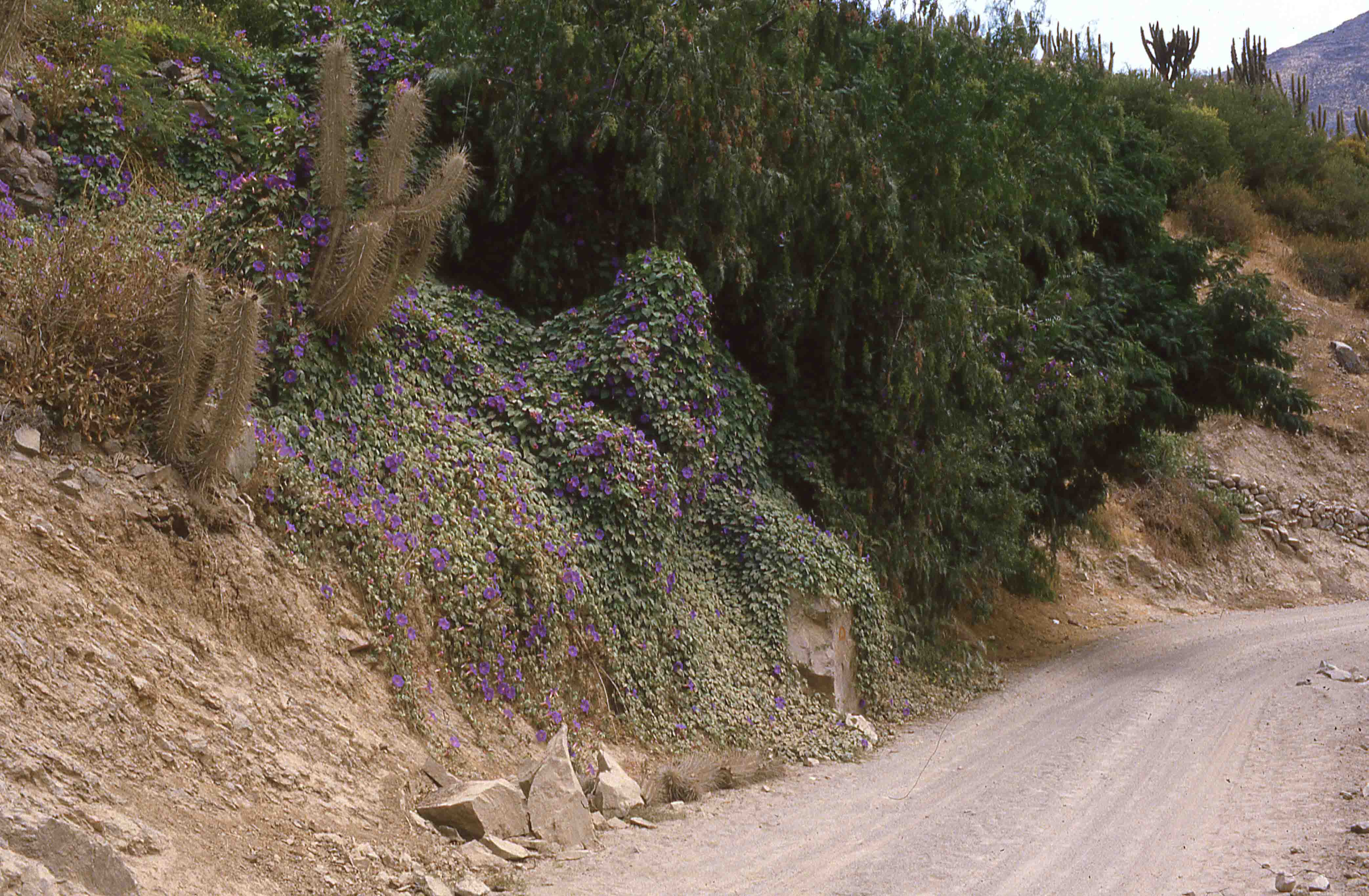 Pichasca en los años 70s