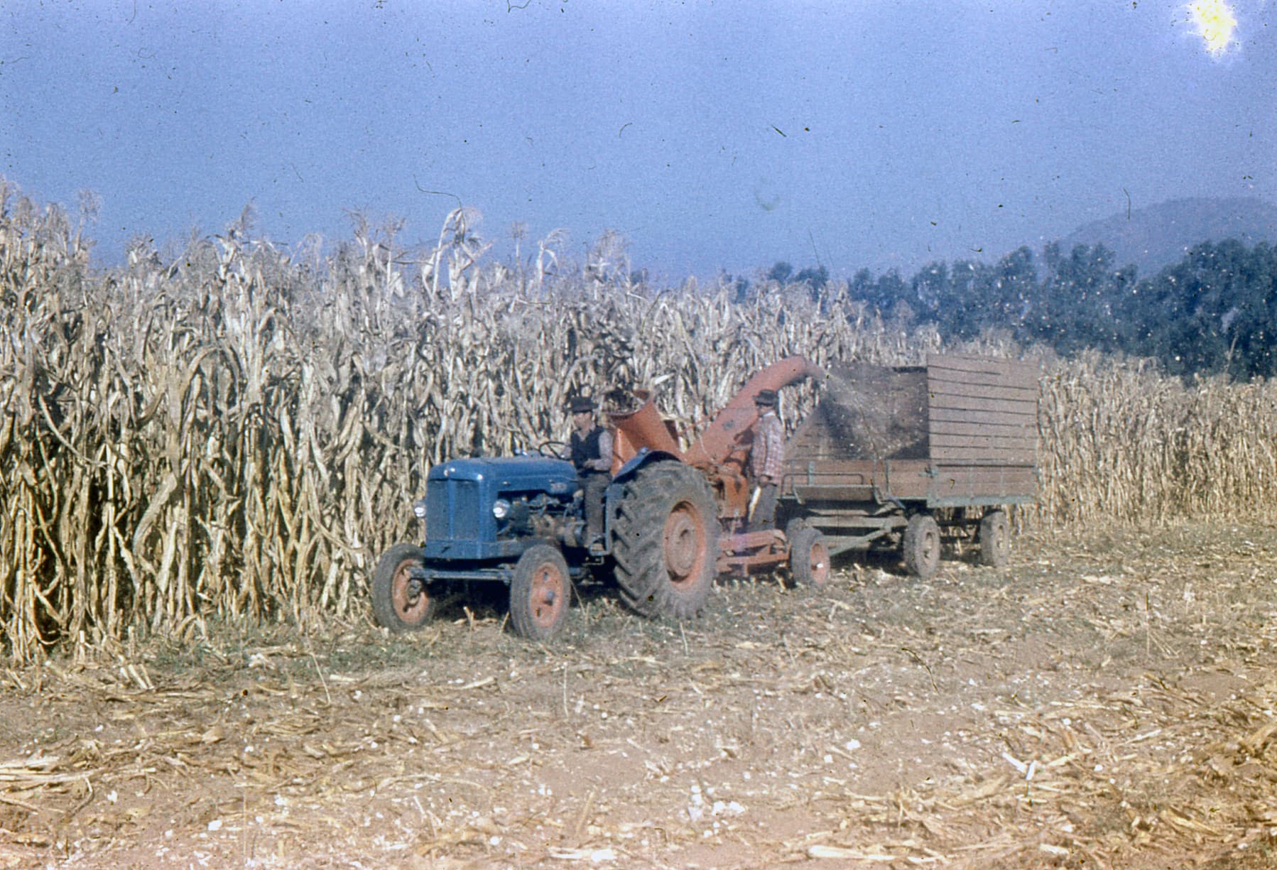 Cosecha Maiz para silo en 1955