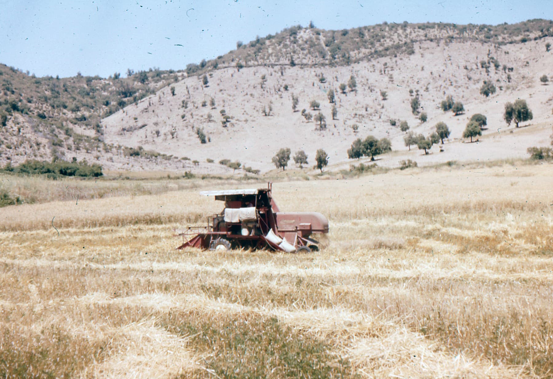 Trilla en Fundo La Punta , 1962