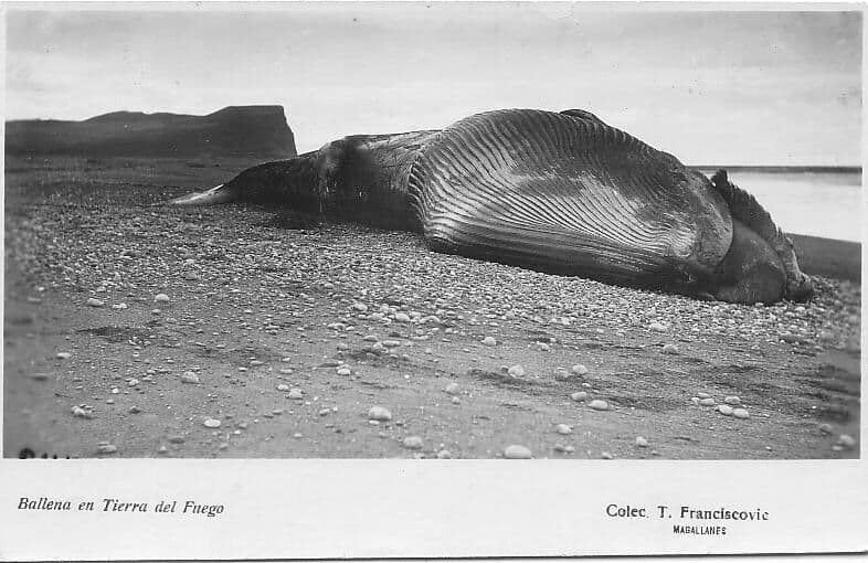 Ballena en Tierra del Fuego