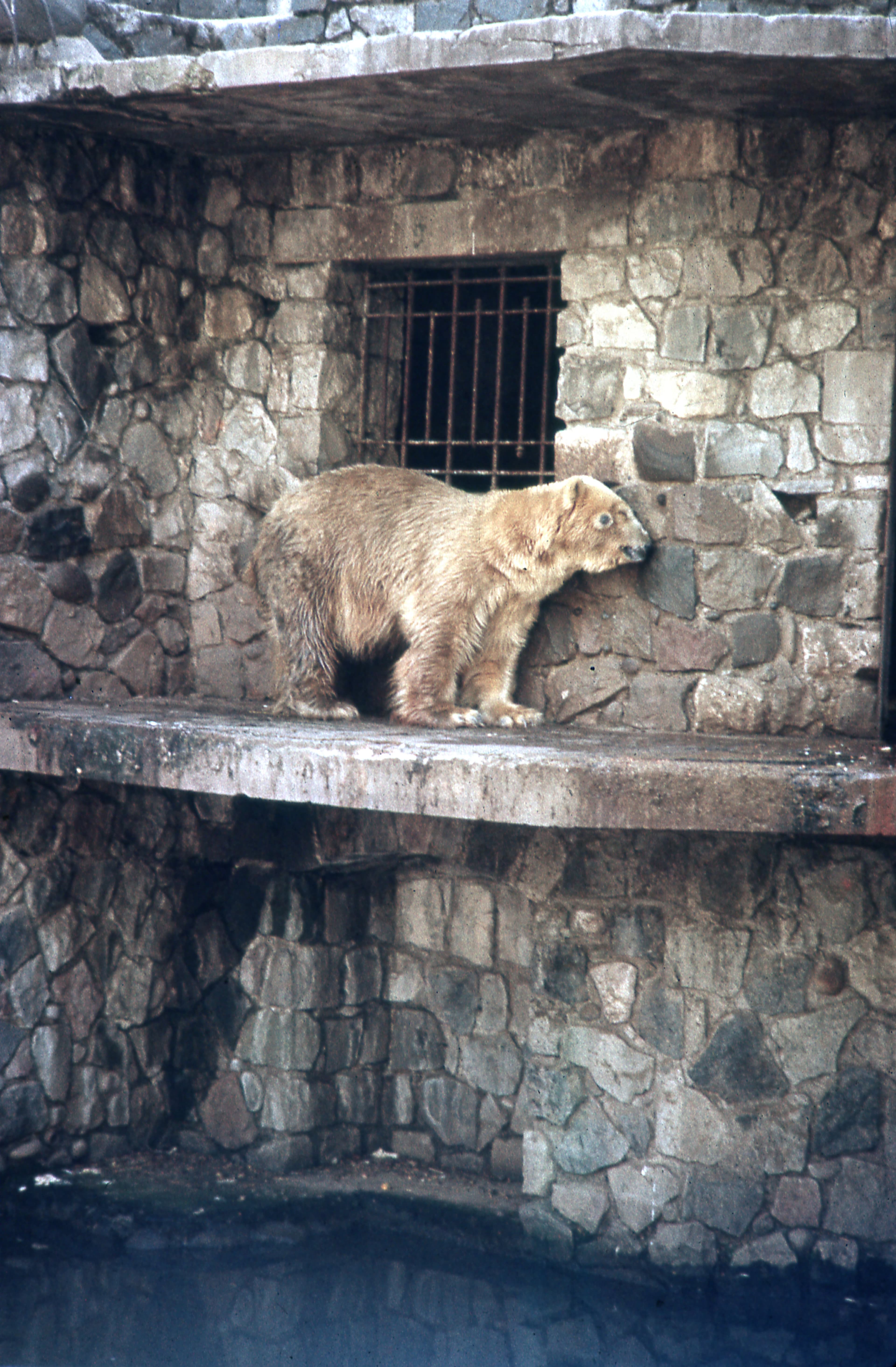 Zoológico de Santiago, 1977