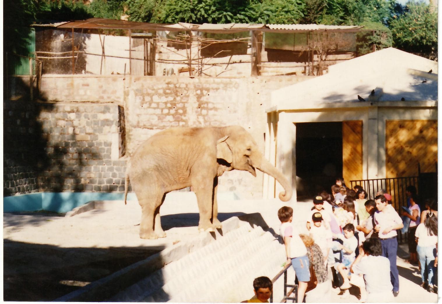 Elefanta Fresia, 1989