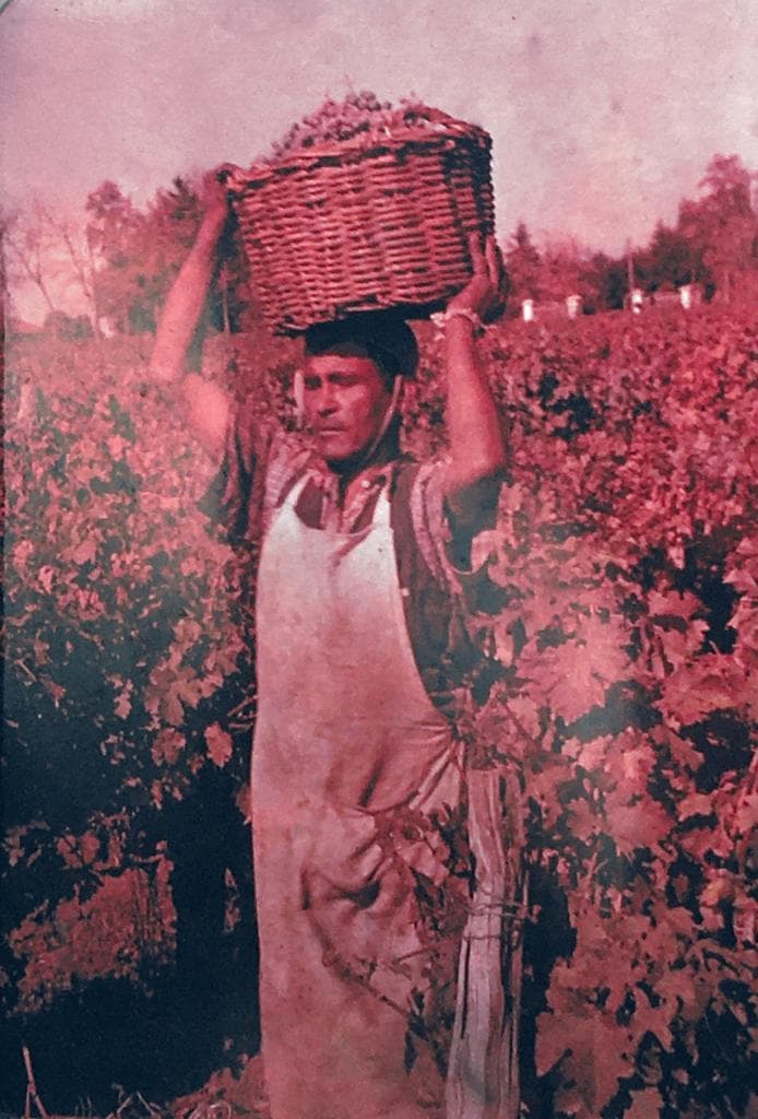 Vendimia Parral, 1959