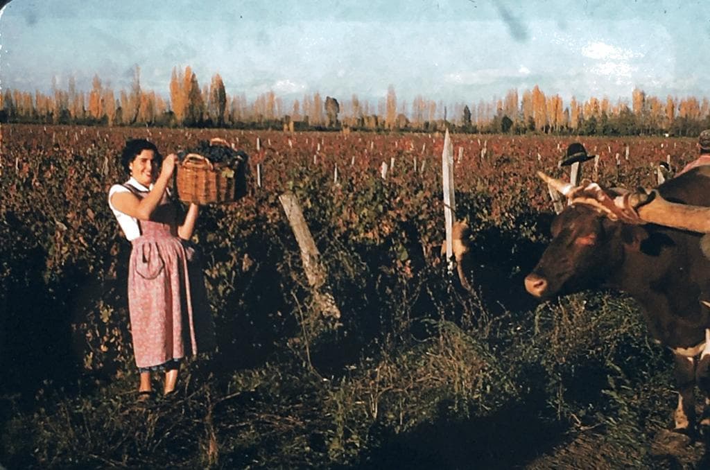 Parral, 1953