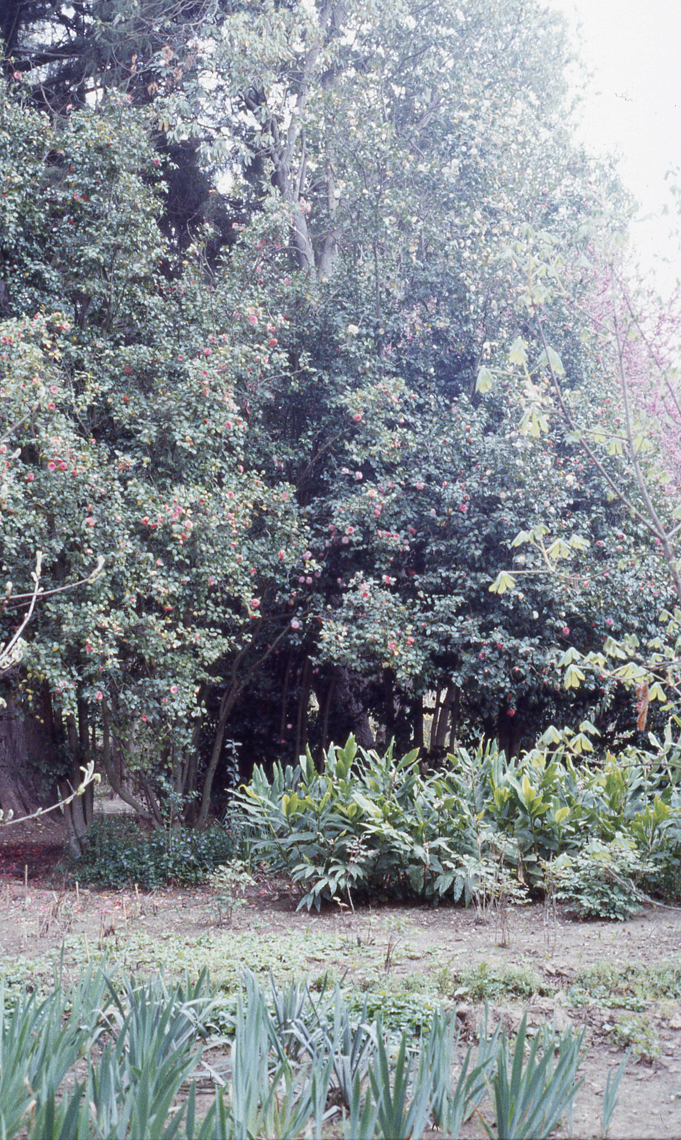 Parque Hacienda Graneros, 1983