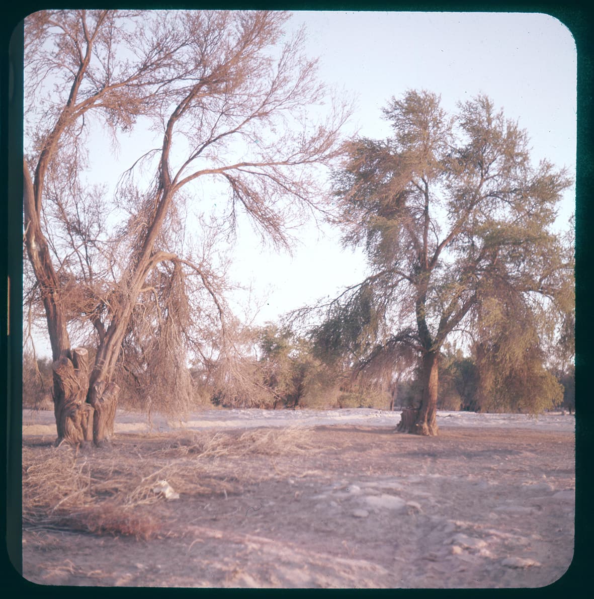 Tamarugos, Norte Grande de Chile, 1950 - 1965