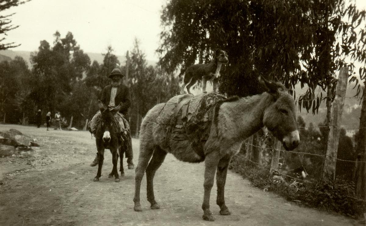 Valparaíso, hombre y perro viajando en dos mulas, 1930