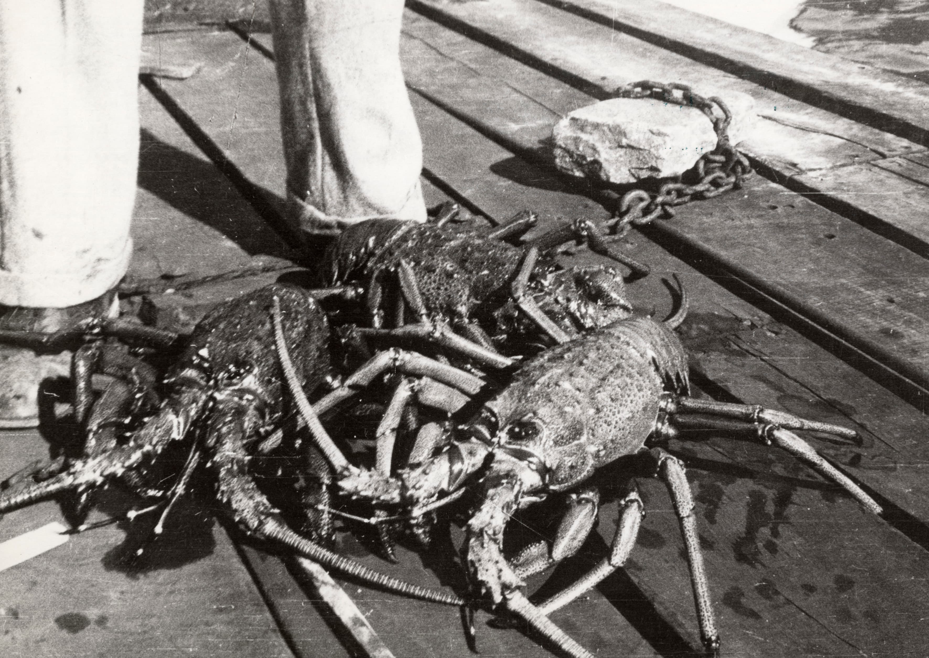 Langosta de Juan Fernández, 1938